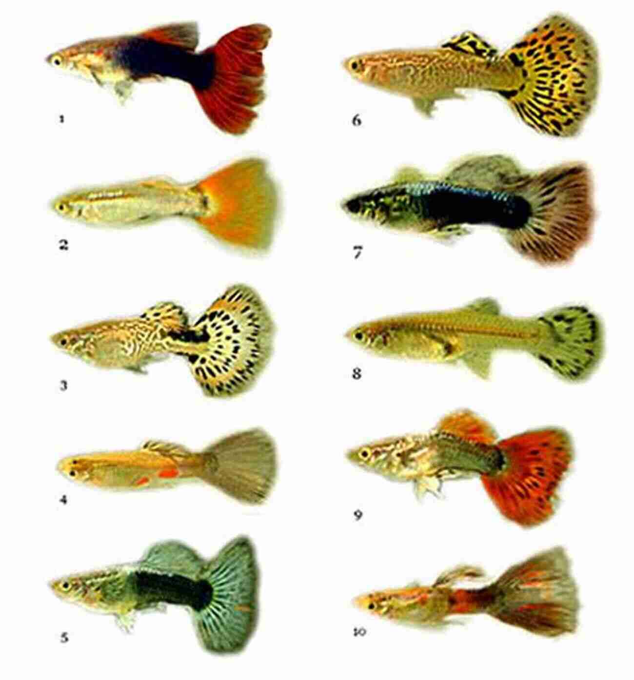 A Stunning Display Of Guppy Color Mutations Guppy Color Mutations Under The Microscope