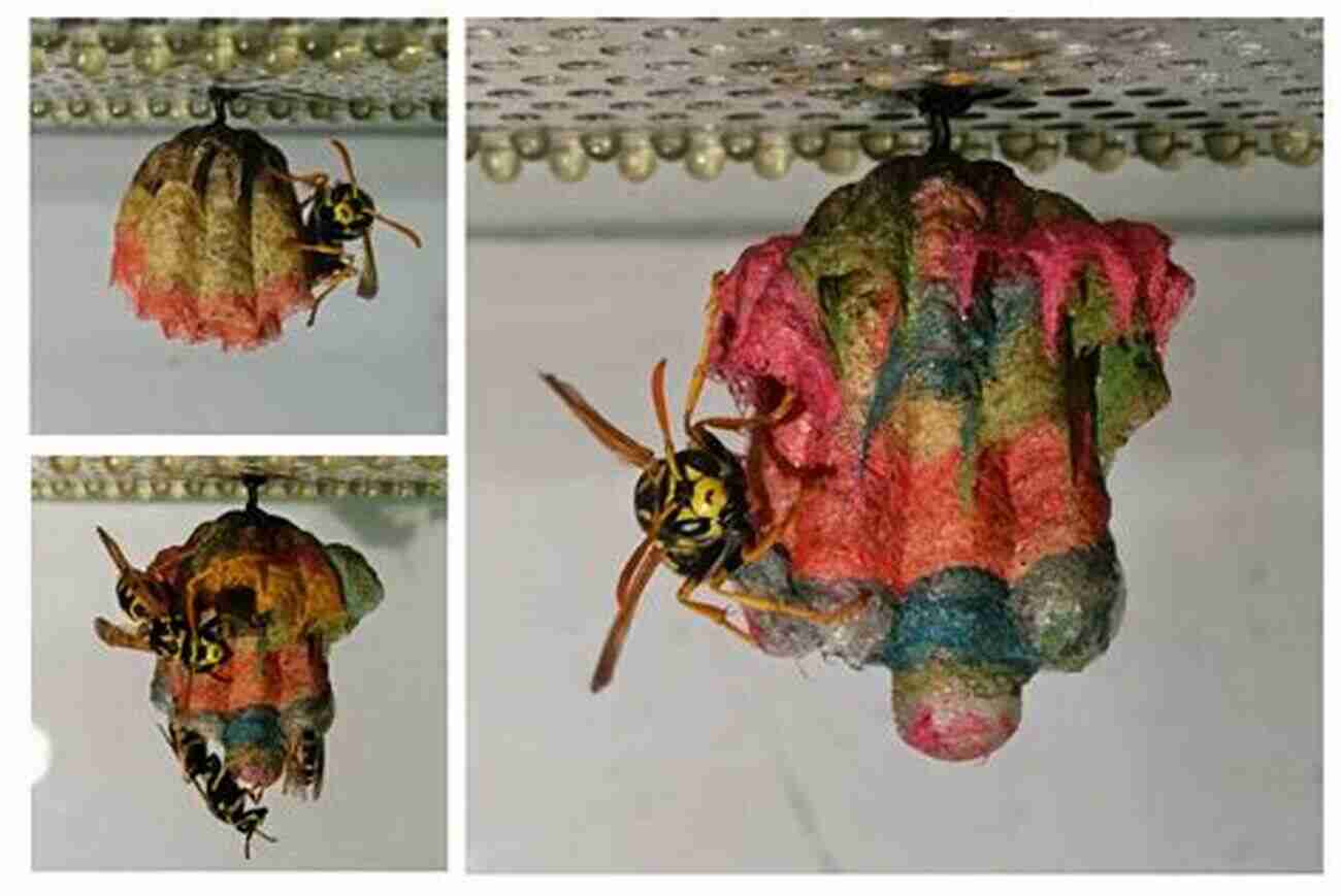 A Vibrant Wasp Nest Built With Precision And Intricate Patterns In The Wasp S Nest: The Story Of A Sea Waif In The War Of 1812