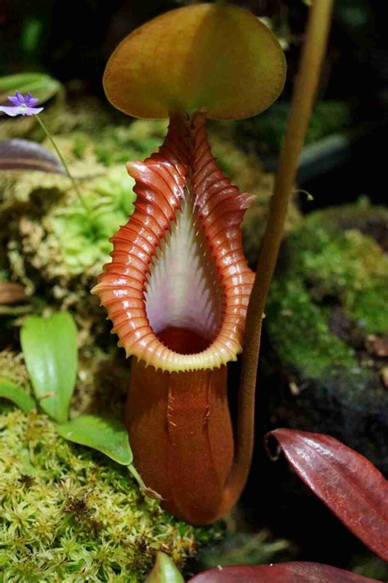 A Carnivorous Pitcher Plant Going Going Gone: 100 Animals And Plants On The Verge Of Extinction (Conservation)