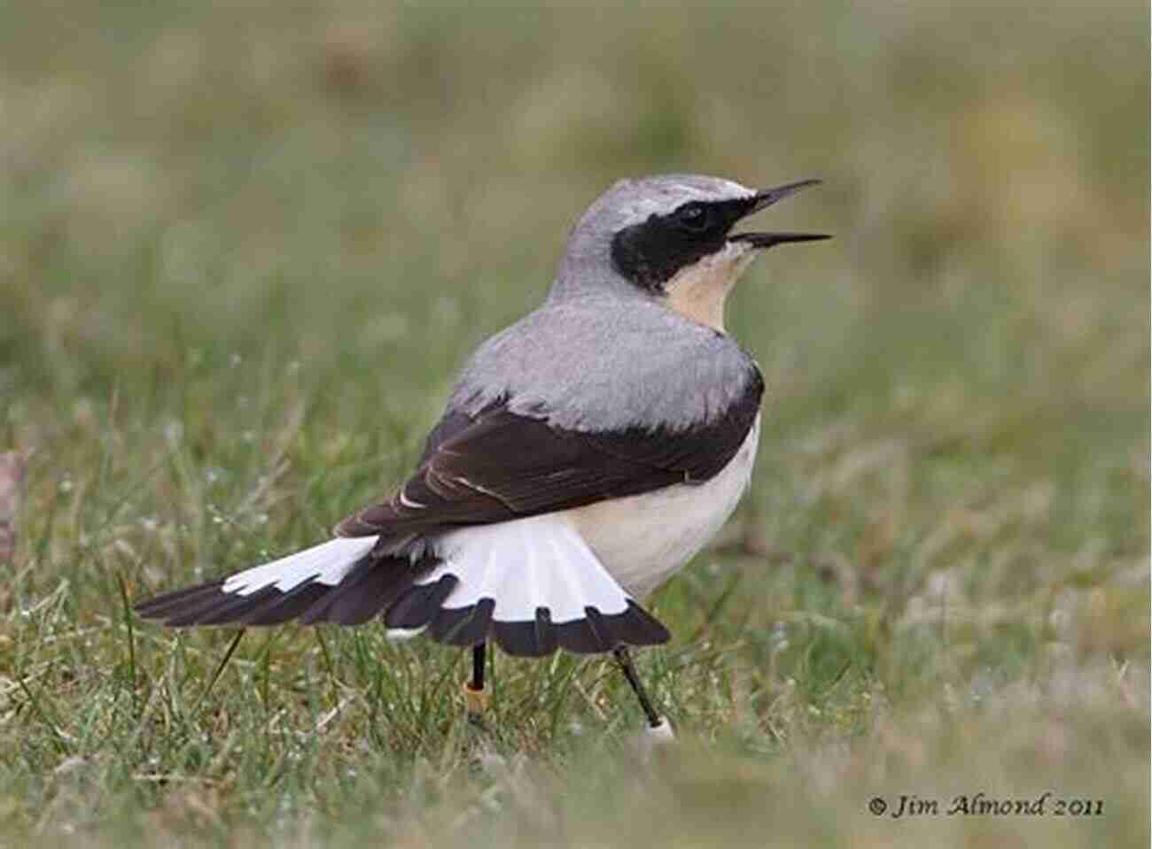 A Charming Clee With Its Beautiful Long Tail ONE OF EMINENCE: Two Different Tails Clee And Prescy