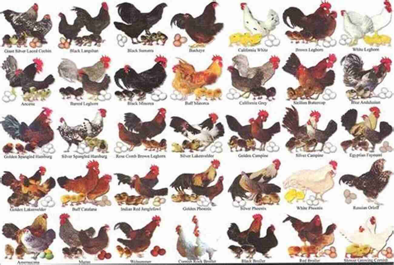 A Collage Of Different Chicken Breeds Learn About Their Unique Characteristics Know Your Chickens Jack Byard