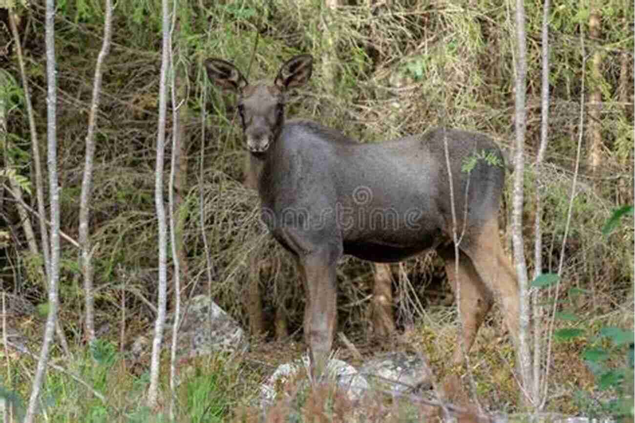 A Cute Moose Calf Peering Curiously At The Camera Moose (Little Big Stories 8)