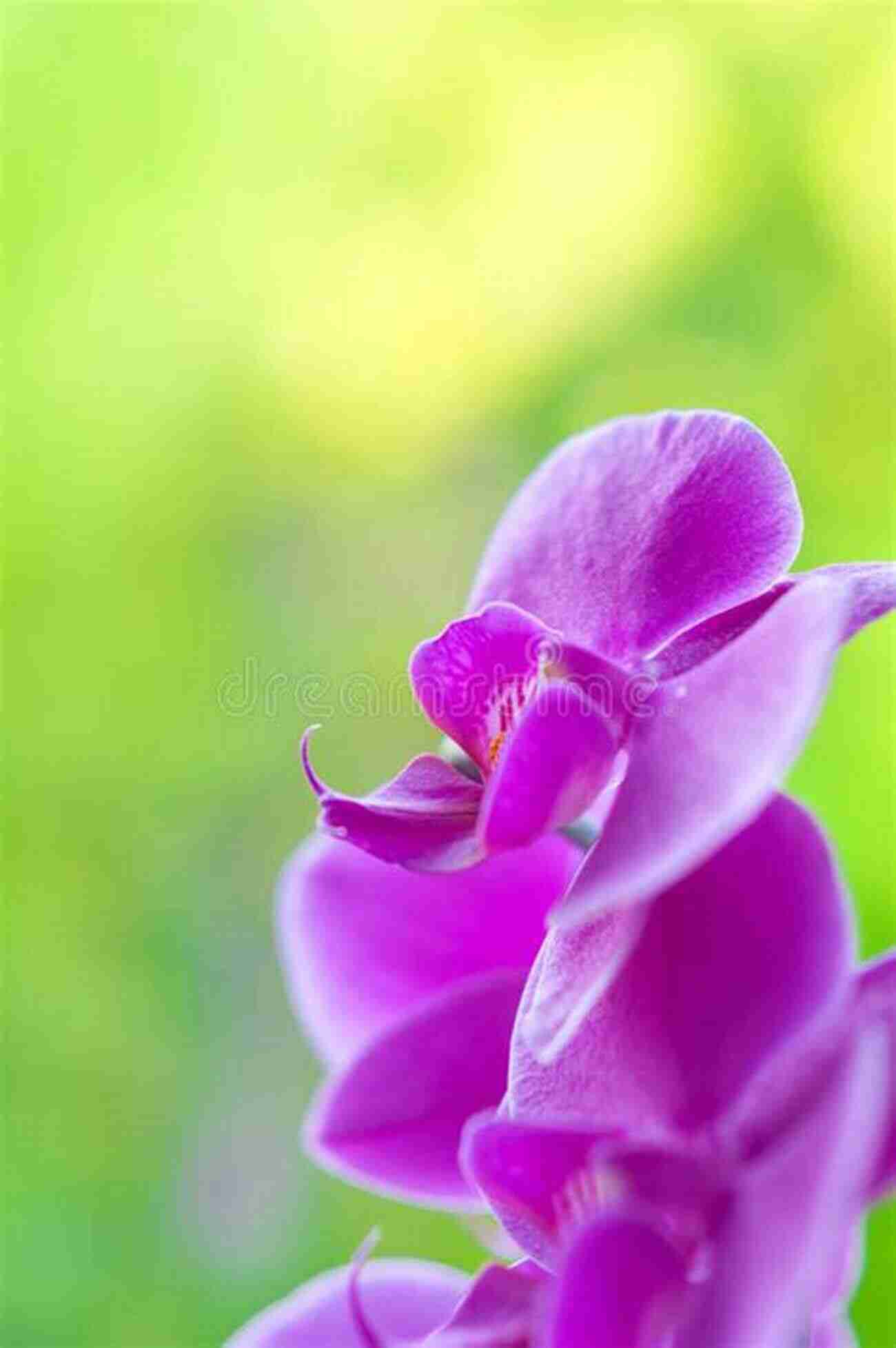 A Delicate Orchid Flower Going Going Gone: 100 Animals And Plants On The Verge Of Extinction (Conservation)