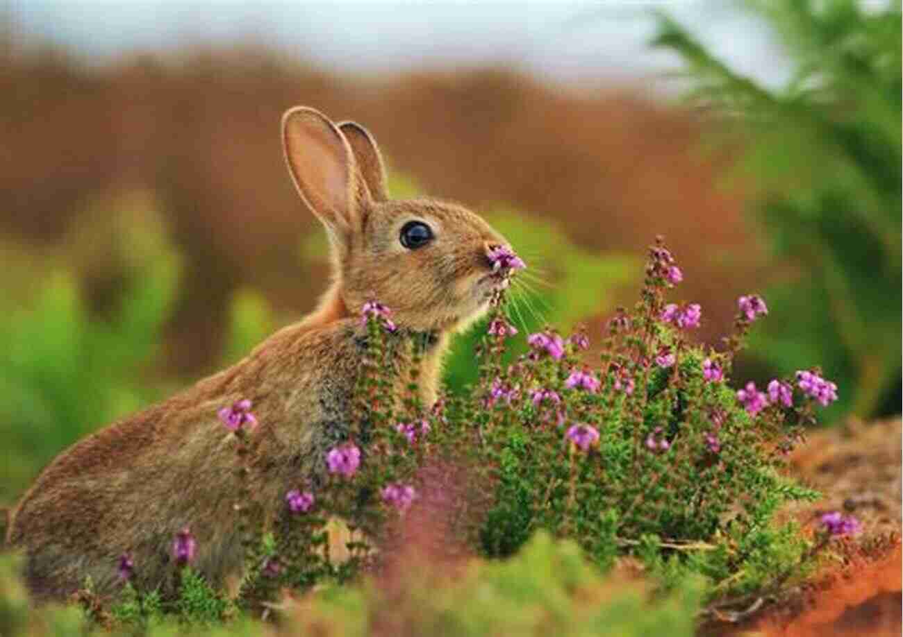 A Happy Rabbit In A Grassy Field The Bunny Book: A Basic Guide For The First Time Rabbit Owner