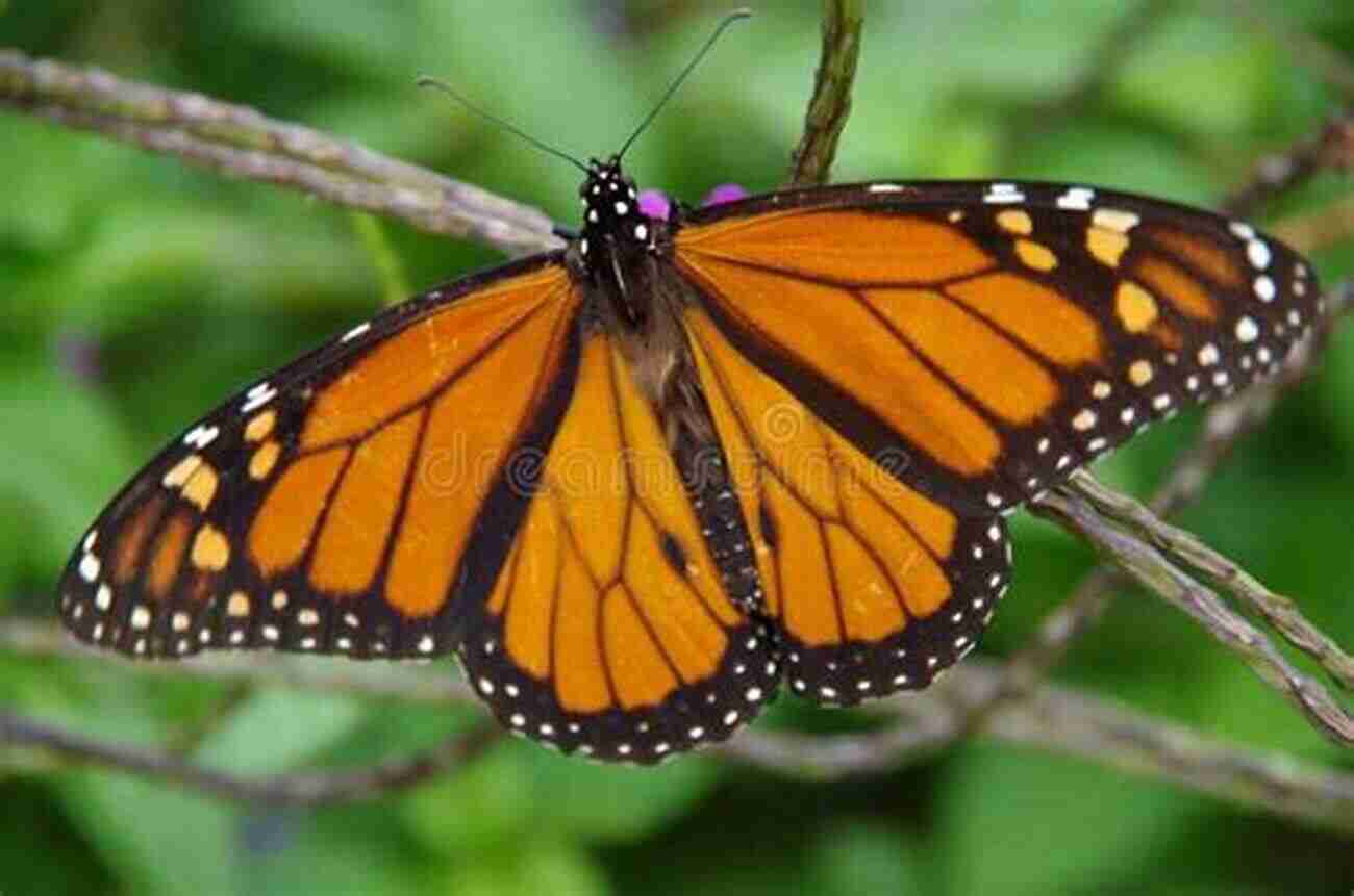 A Magnificent Monarch Butterfly Spreading Its Vibrant Wings Against A Picturesque Backdrop My Oh My A Butterfly : All About Butterflies (Cat In The Hat S Learning Library)