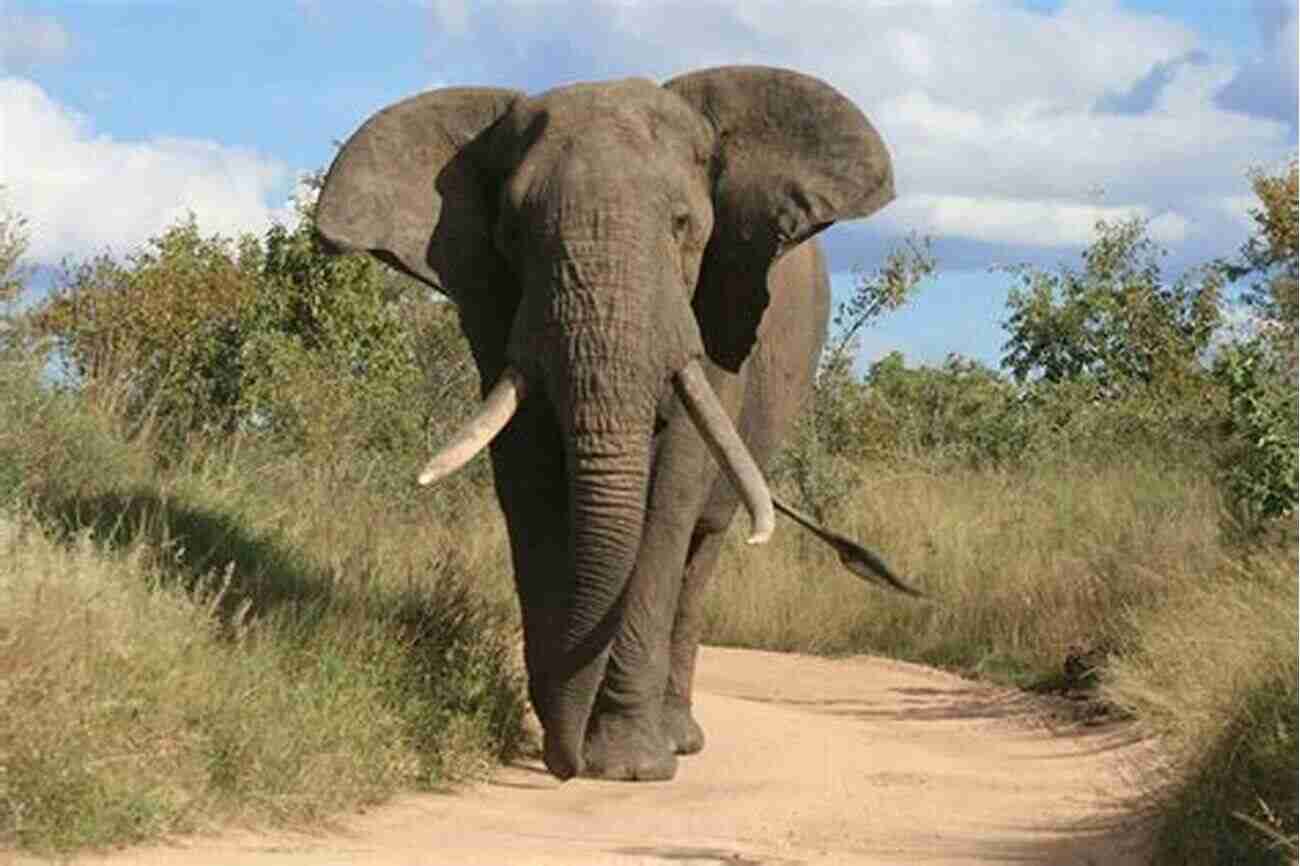 A Majestic African Elephant Going Going Gone: 100 Animals And Plants On The Verge Of Extinction (Conservation)