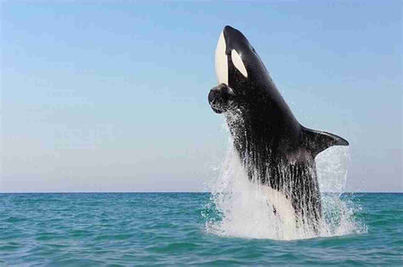 A Majestic Orca Jumping Out Of The Water Going Going Gone: 100 Animals And Plants On The Verge Of Extinction (Conservation)