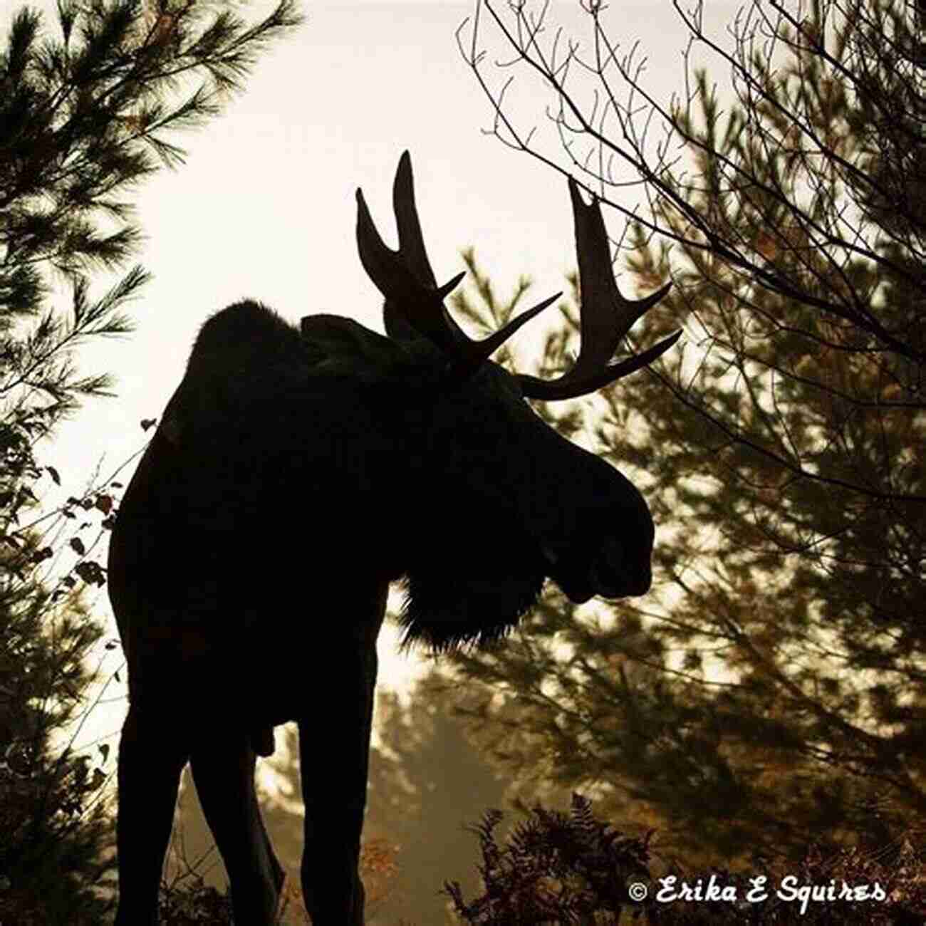 A Majestic Moose Standing In A Forest With Towering Trees And A Serene Lake In The Background Moose (Little Big Stories 8)