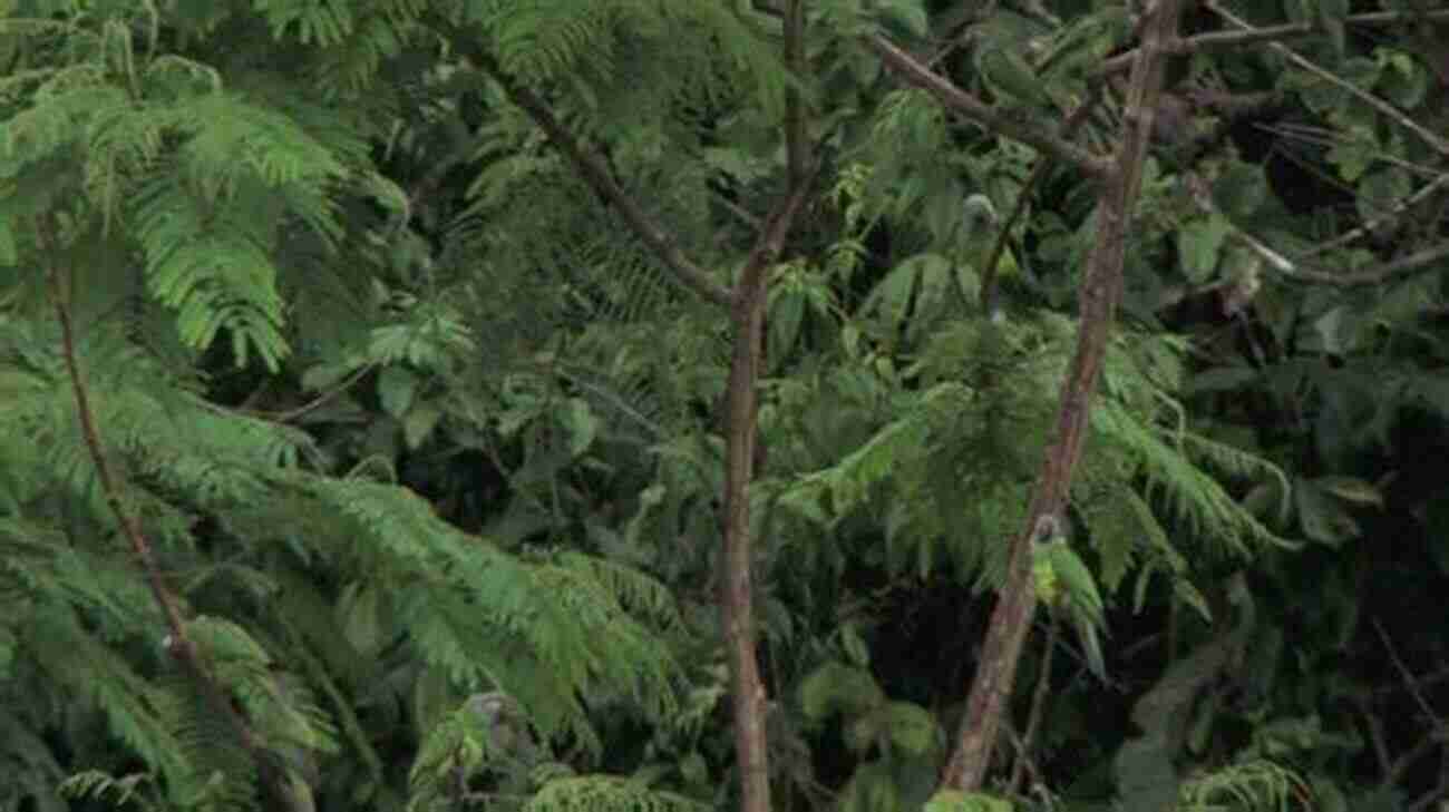 A Panoramic View Of The Amazon Rainforest, A Treasure Trove Of Biodiversity All I Really Need To Know I Learned In Latin America