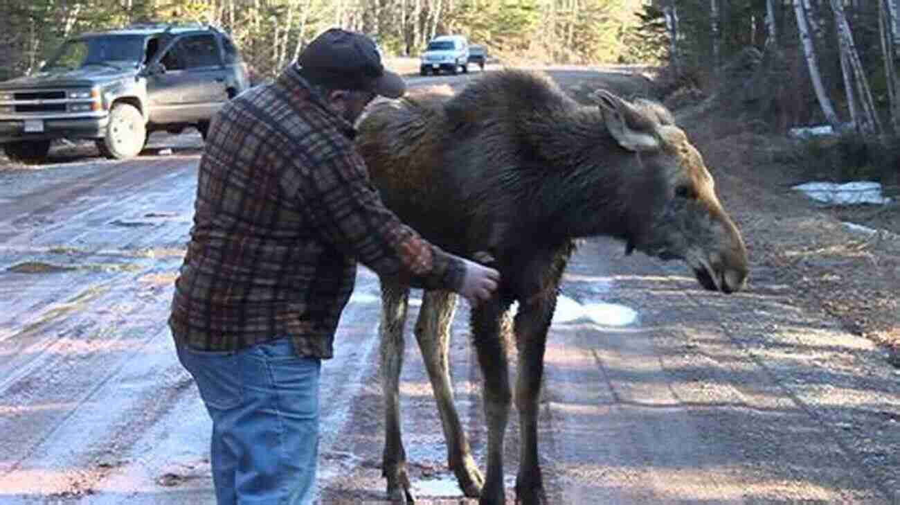 A Person Standing In A Field Gently Petting A Moose Moose (Little Big Stories 8)