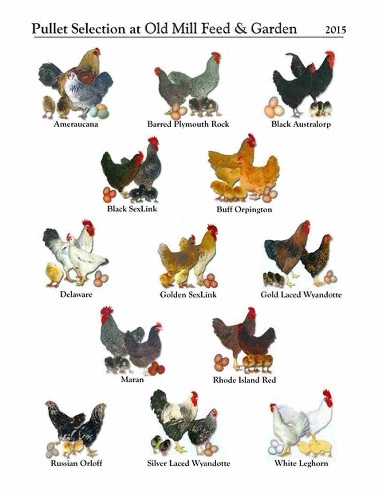 A Variety Of Chickens Learn About Different Breeds And Their Characteristics Know Your Chickens Jack Byard