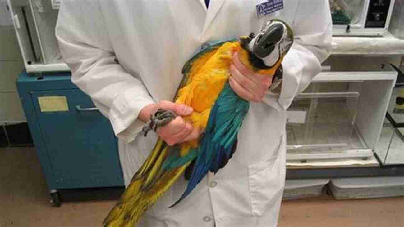 A Veterinarian Conducting A Thorough Checkup On A Parakeet Parakeet: Your Happy Healthy Pet