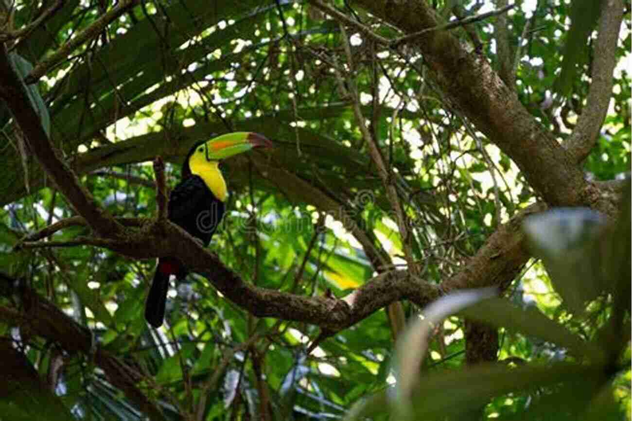 A Vibrant Toucan Perched On A Tree Branch In The Amazon Rainforest Come Along With Me: Classic Short Stories And An Unfinished Novel (Penguin Classics)