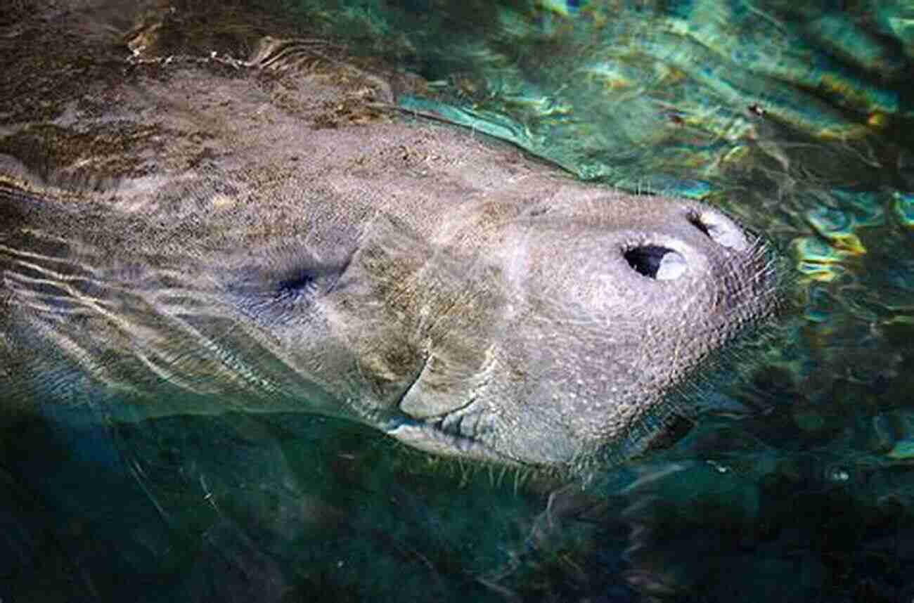 Admiring The Graceful Manatees In Crystal River CRYSTAL RIVER And BLUE GROTTO: The McQuarrie Chronicles