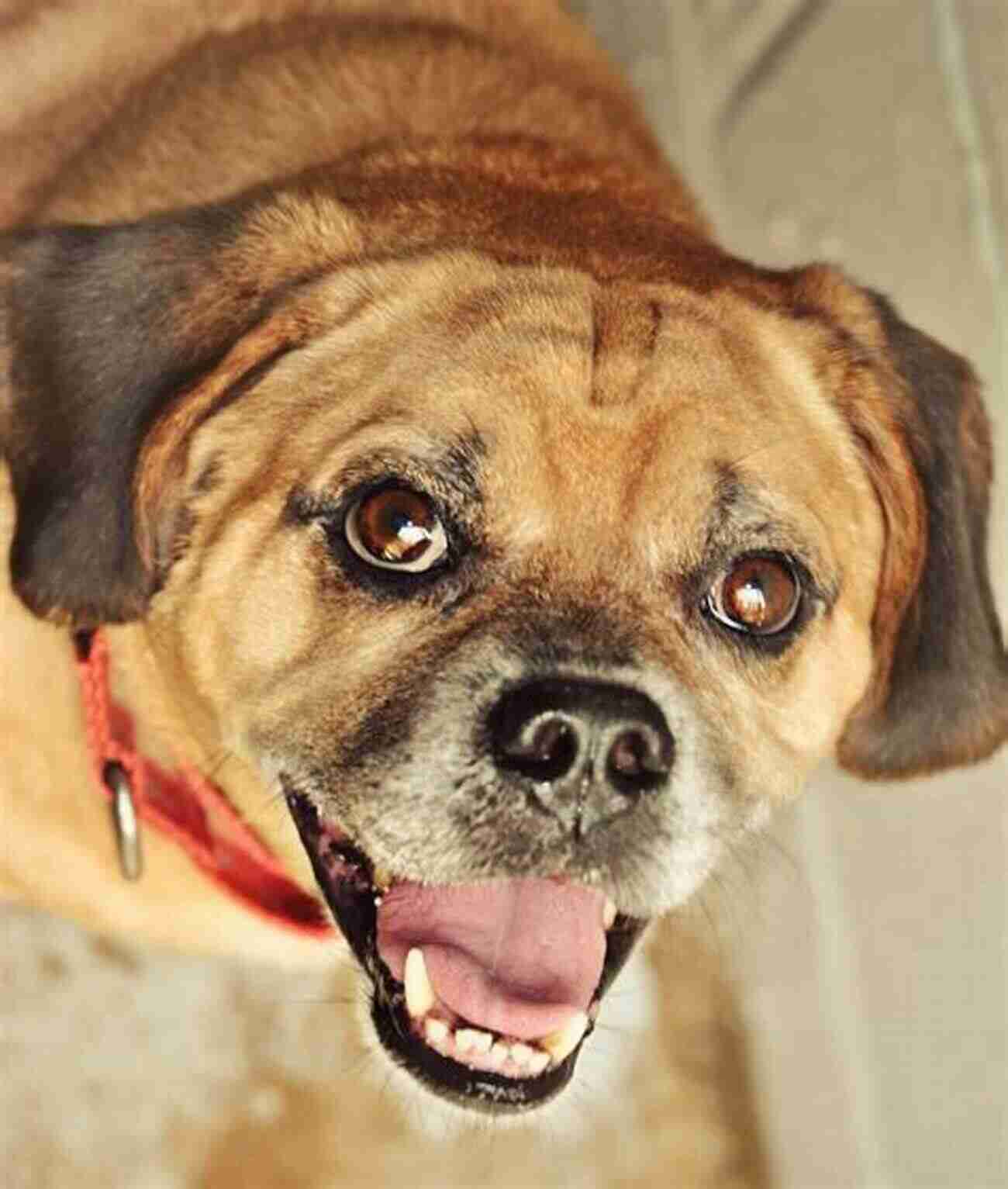 Adopt A Puggle Missing My Dog My Best Friend: Ginger: Embraced From A Loving Puggle