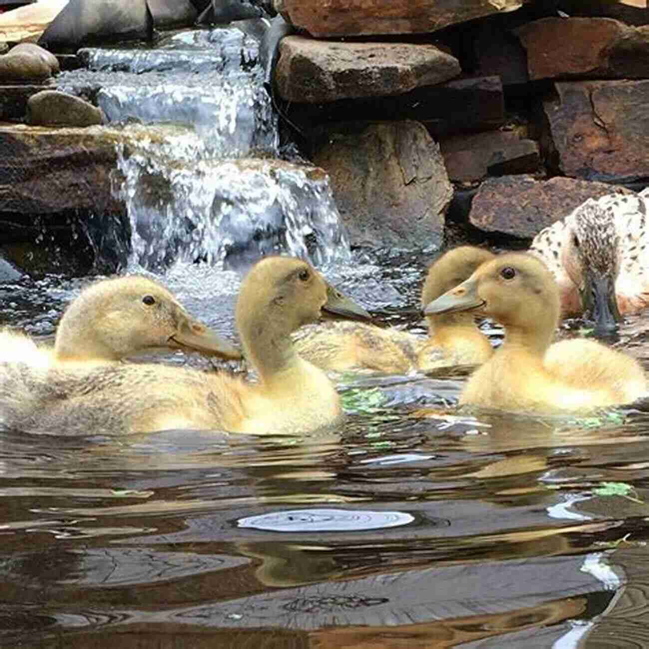 Adorable Domestic Duck Maria Lane Enjoying A Swim In The Pond Domestic Duck K Maria D Lane