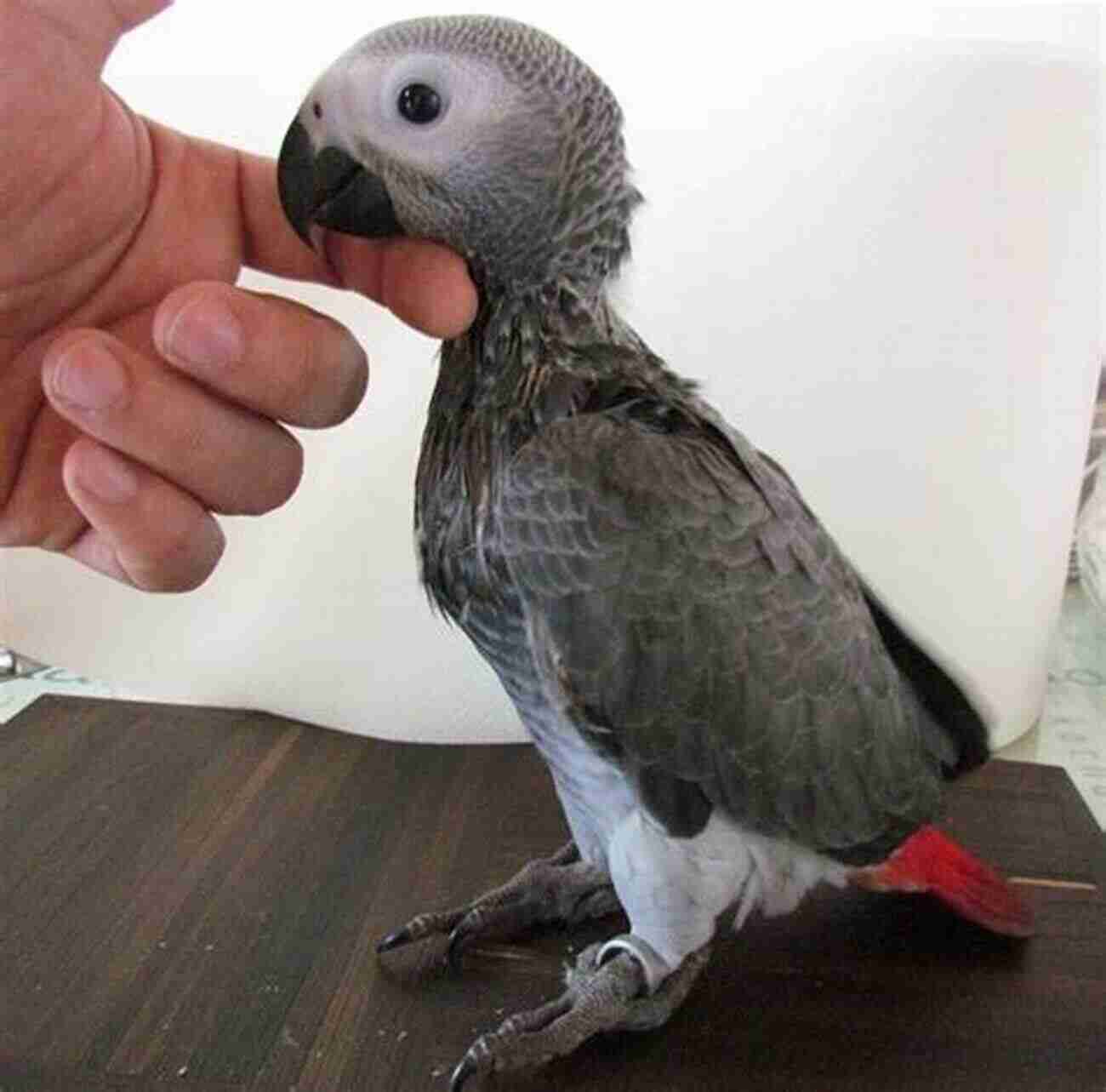 African Grey Pet Parrot Living With An African Grey Parrot: All You Need To Know About Owning And Caring For An African Grey (Pet Parrots)