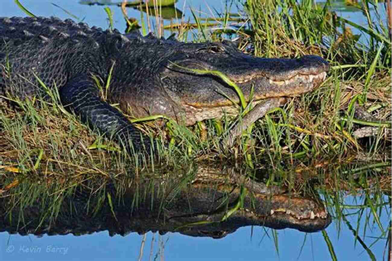 Alligator In The Everglades National Park National Parks: The American Experience