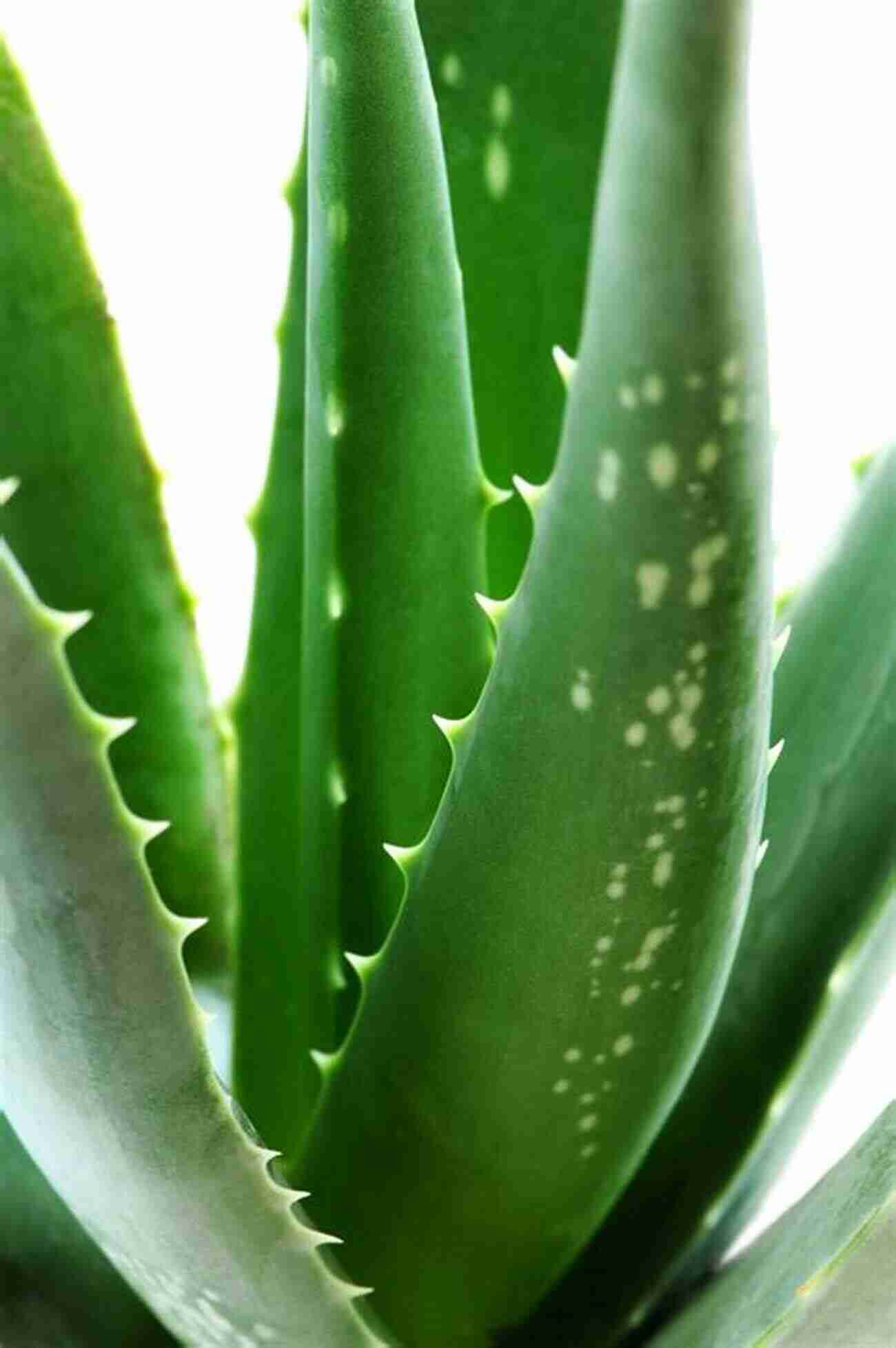 Aloe Vera Nature's Healing Wonder Common Medicinal Plants: Uses And Cultivation Practices