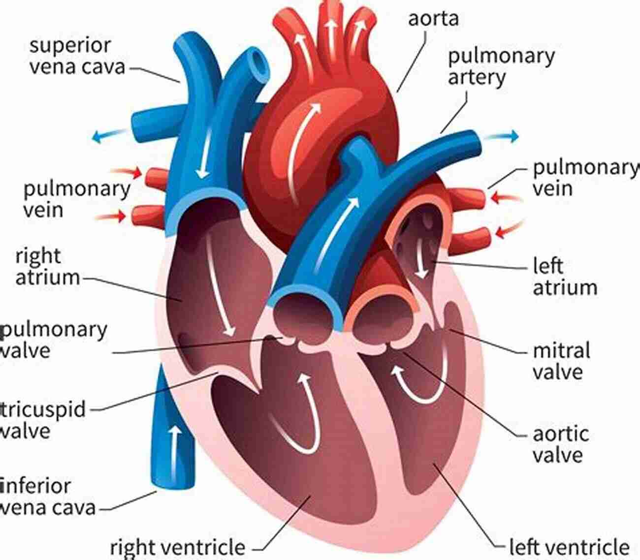 Anatomical Diagram Of The Heart Chambers The Anatomical Shape Of A Heart