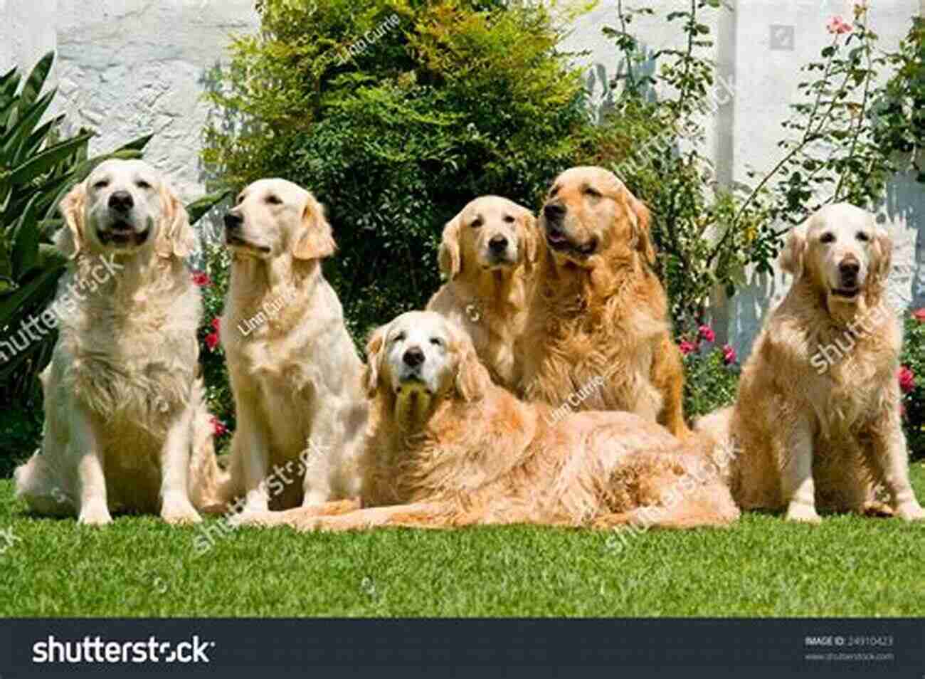 Beautiful Golden Retriever Sitting On A Green Meadow Breed (The Breed 1)