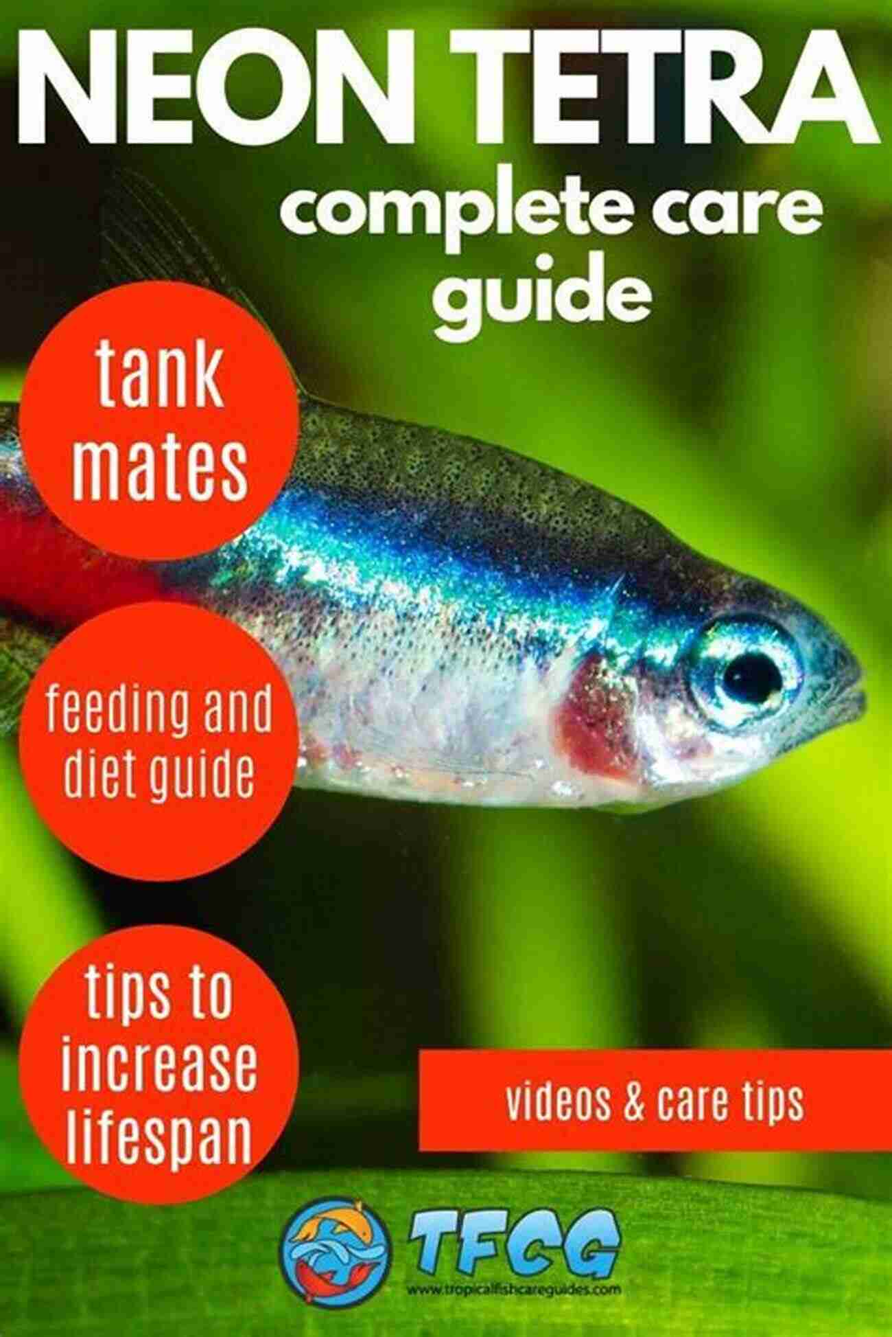 Beautiful Neon Tetra NEON TETRA HANDBOOK: A COMPLETE CARE GUIDE TO NEON TETRA