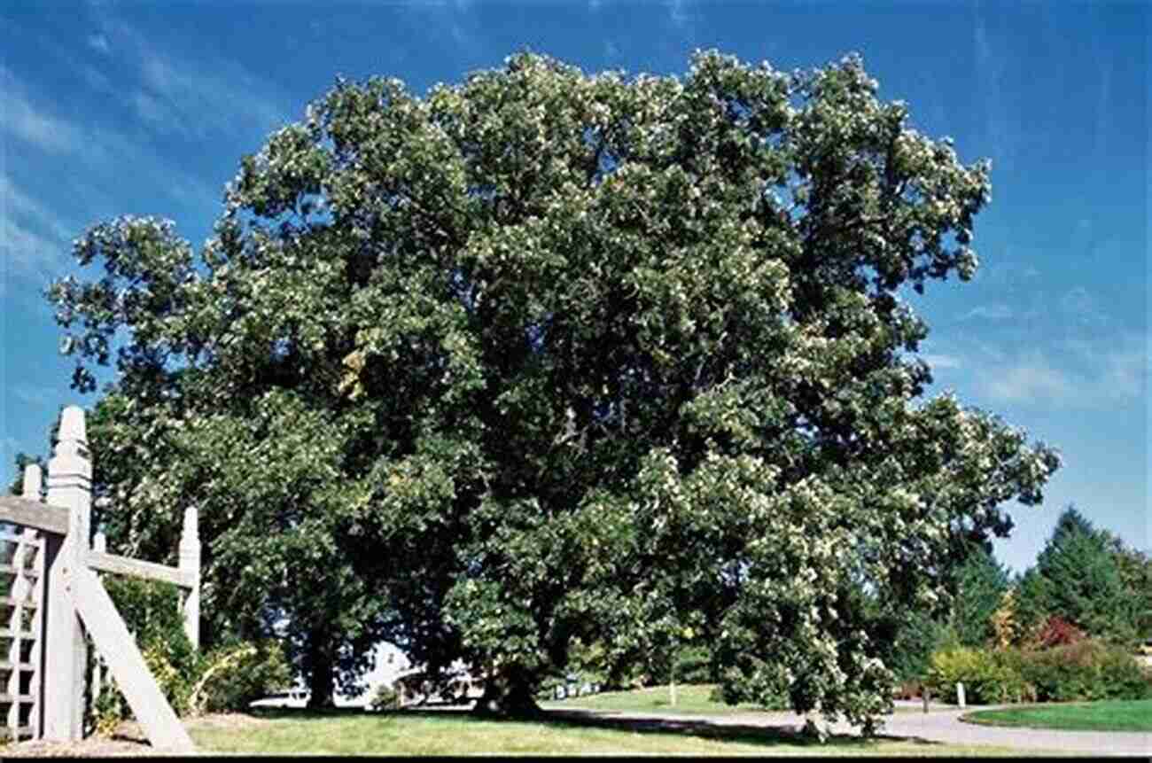 Beautiful Prairie Bur Oak Tree With Majestic Crown And Strong Branches Prairie: A North American Guide (Bur Oak Guide)