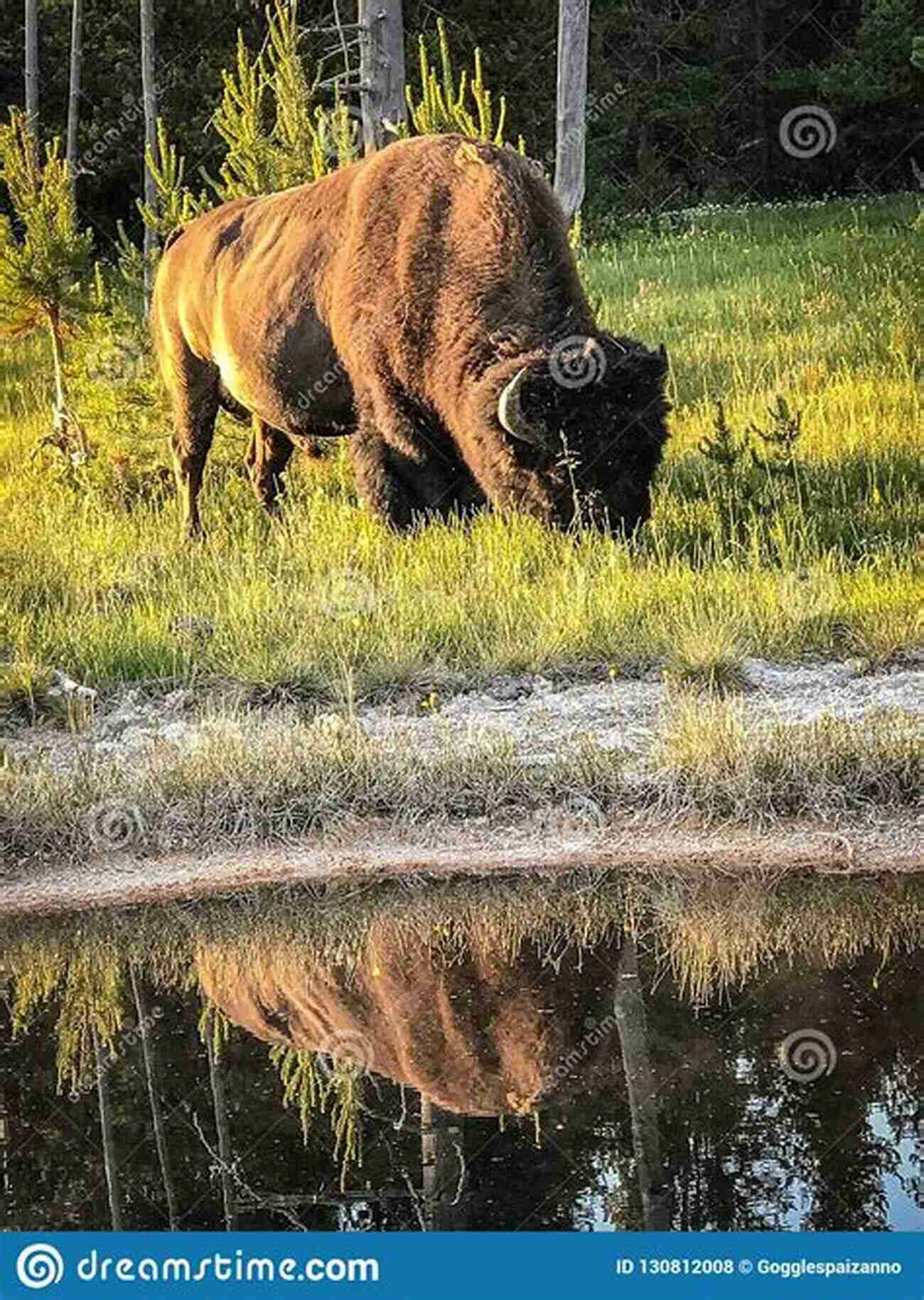 Bison Grazing In Yellowstone National Park National Parks: The American Experience