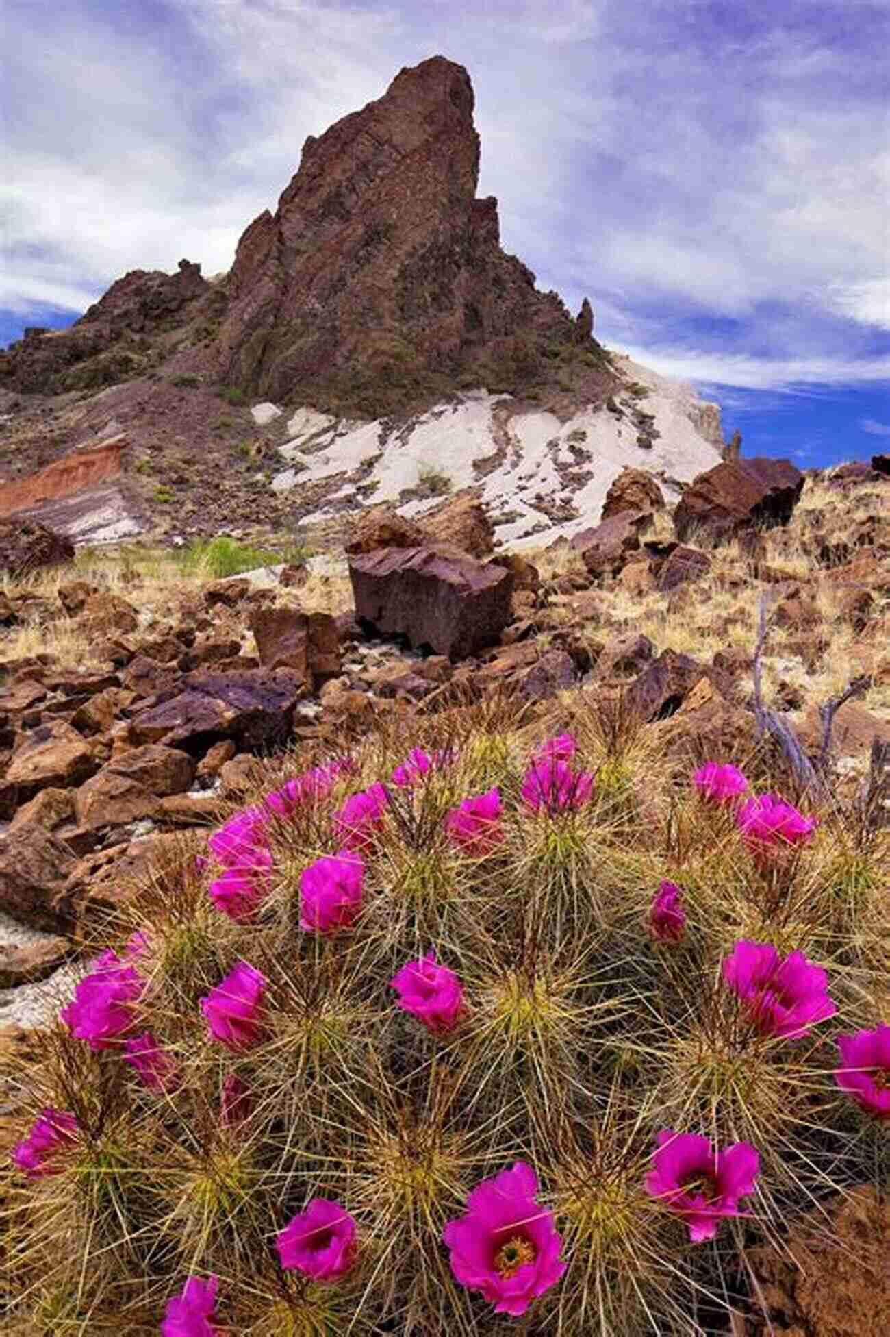 Blooming Echinocereus Cactus At Big Bend National Park Echinocereus In Habitat: Echinocerei And Other Cacti Of The Big Bend National Park Area