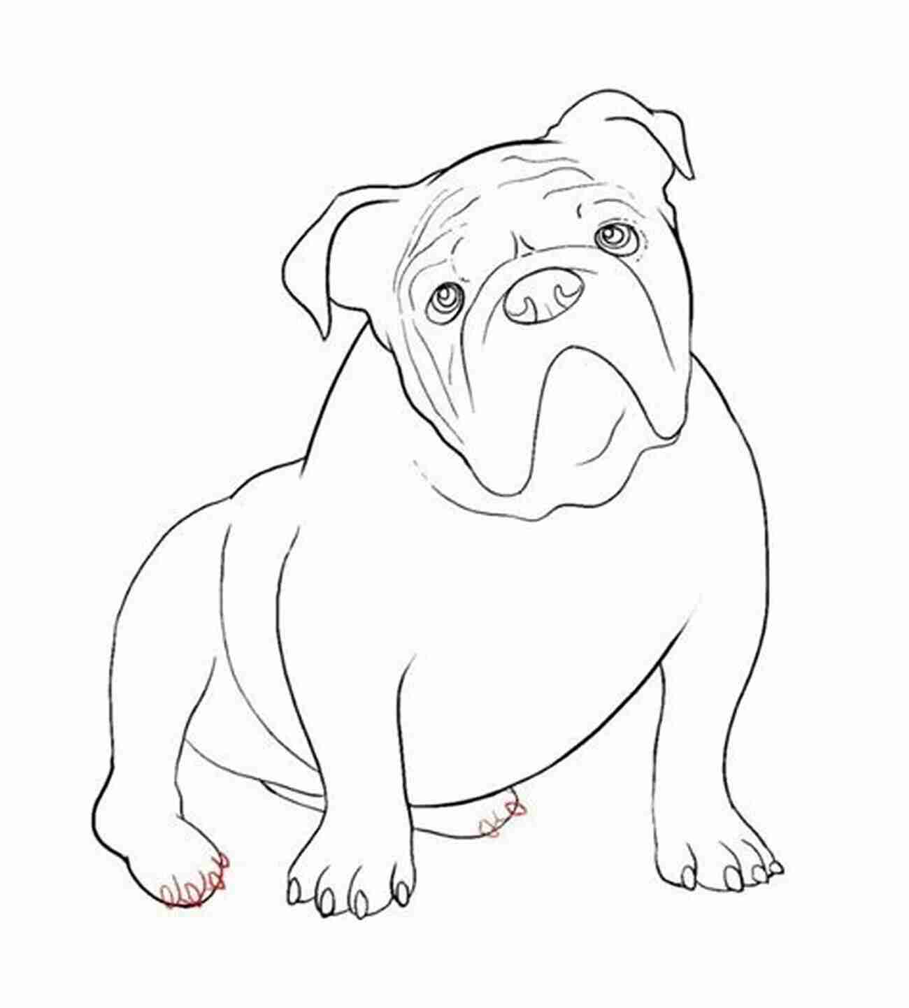 Bulldog Details How To Draw A Bulldog In Six Easy Steps