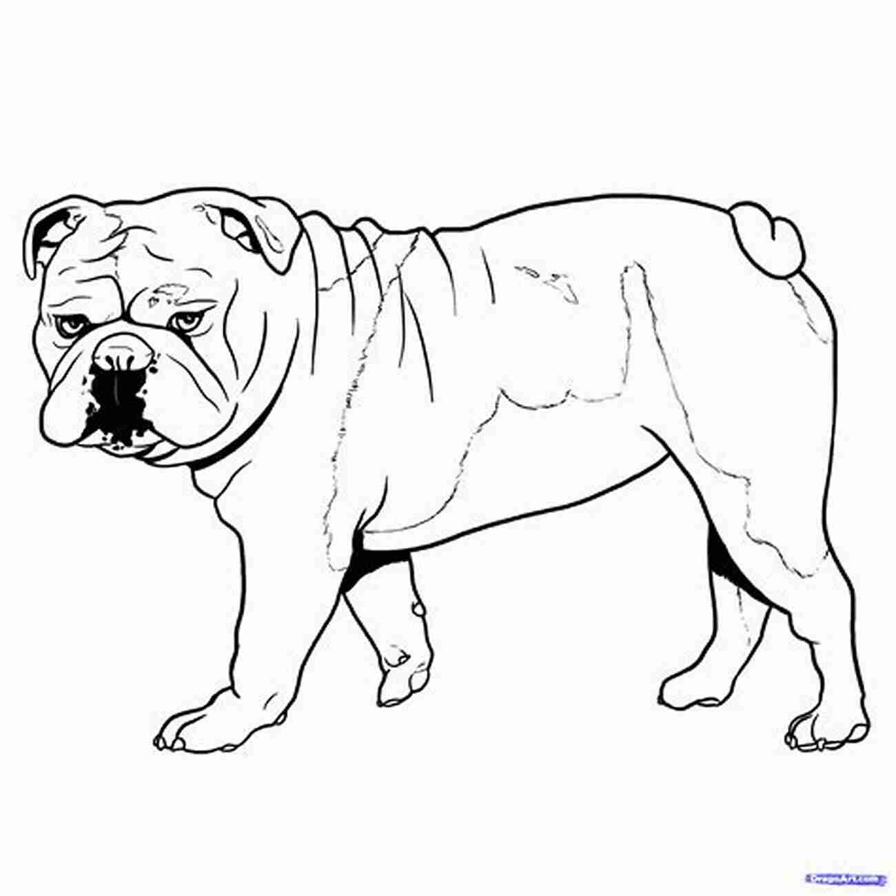 Bulldog Sketching How To Draw A Bulldog In Six Easy Steps