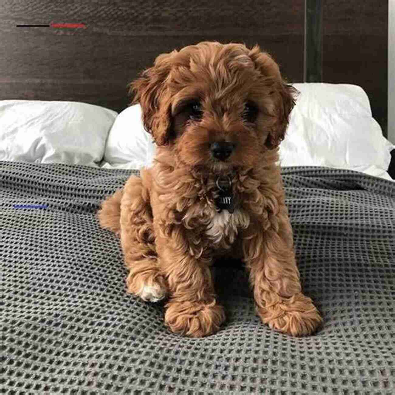 Cavapoo Dog A Loving Companion For All Ages Cavapoo Cavapoo Complete Owners Manual Cavapoo Dog For Care Costs Feeding Grooming Health And Training