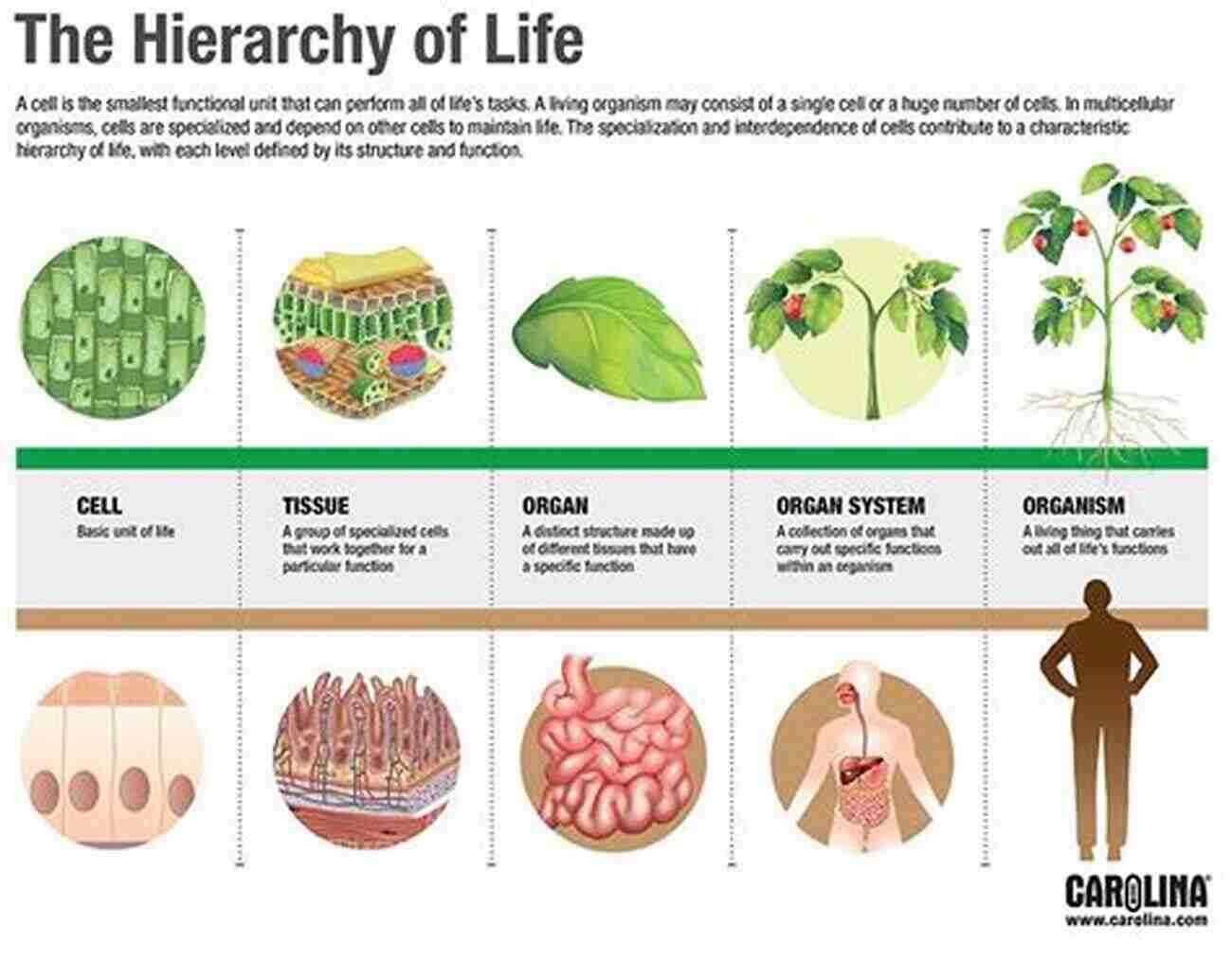 Cells Demonstrate The Complexity Of Life Evolution Unraveled: How Science Disproves Evolution