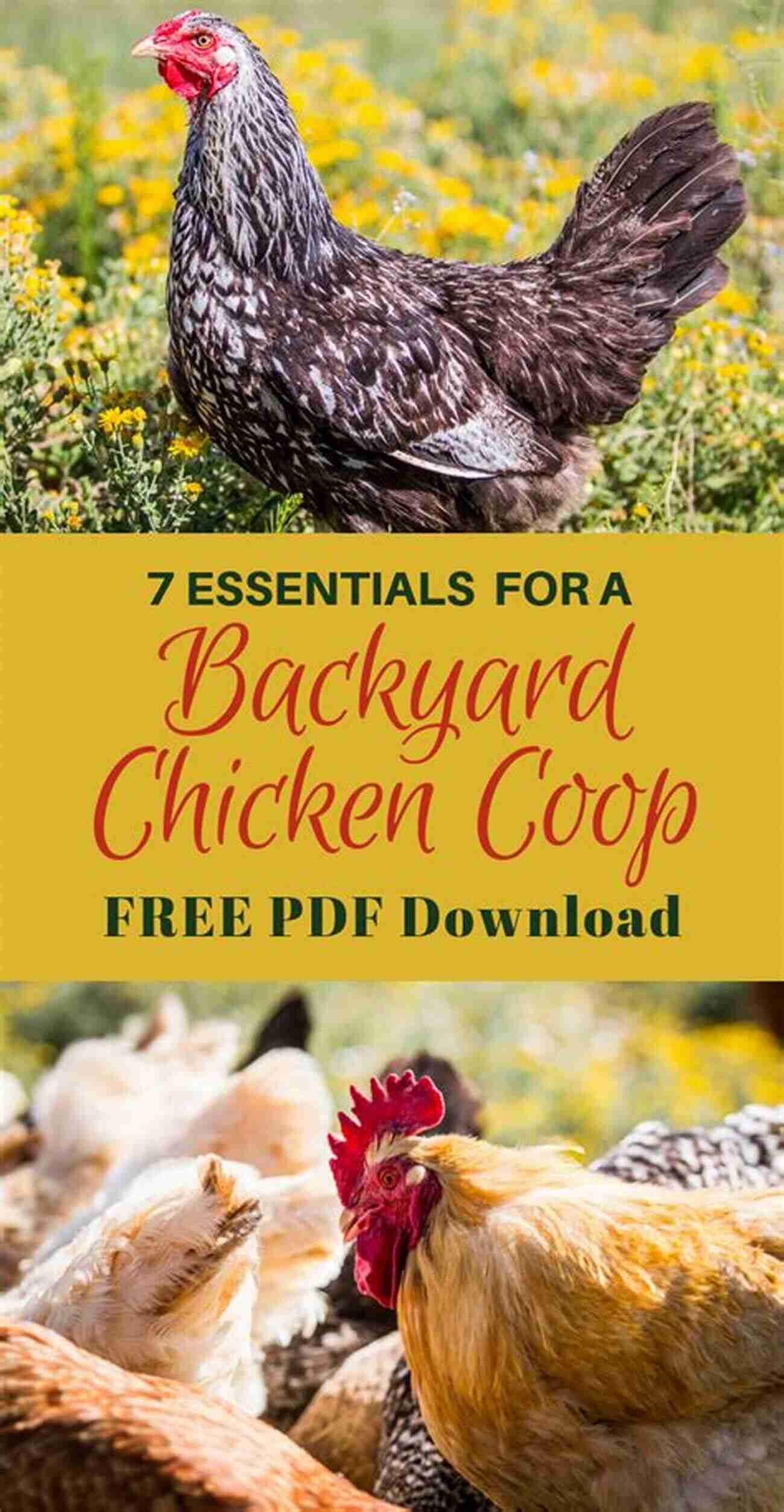 Chicken Coop And Care Essentials Ensure The Well Being Of Your Feathered Friends Know Your Chickens Jack Byard