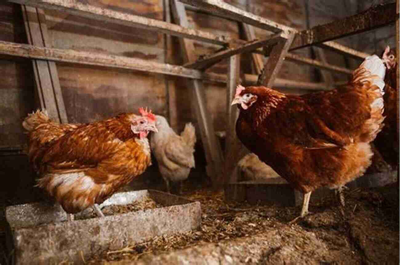 Chickens Engaging In Different Behaviors Understand Their Rituals And Interactions Know Your Chickens Jack Byard