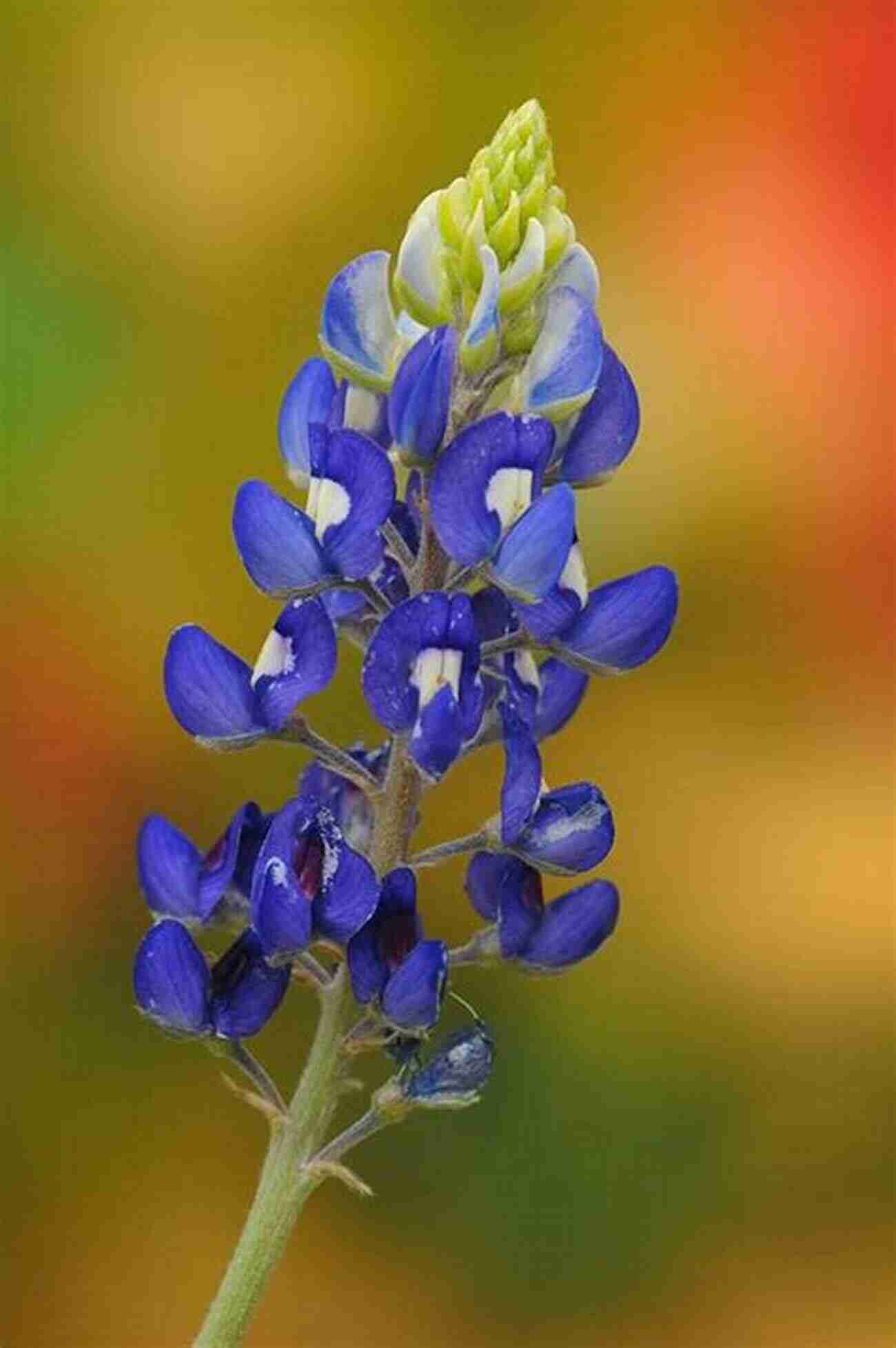 Close Up Of Texas Bluebonnet Flowers Wildflowers And Other Plants Of Texas Beaches And Islands (Gorgas Science Foundation Inc Treasures Of Nature Series)