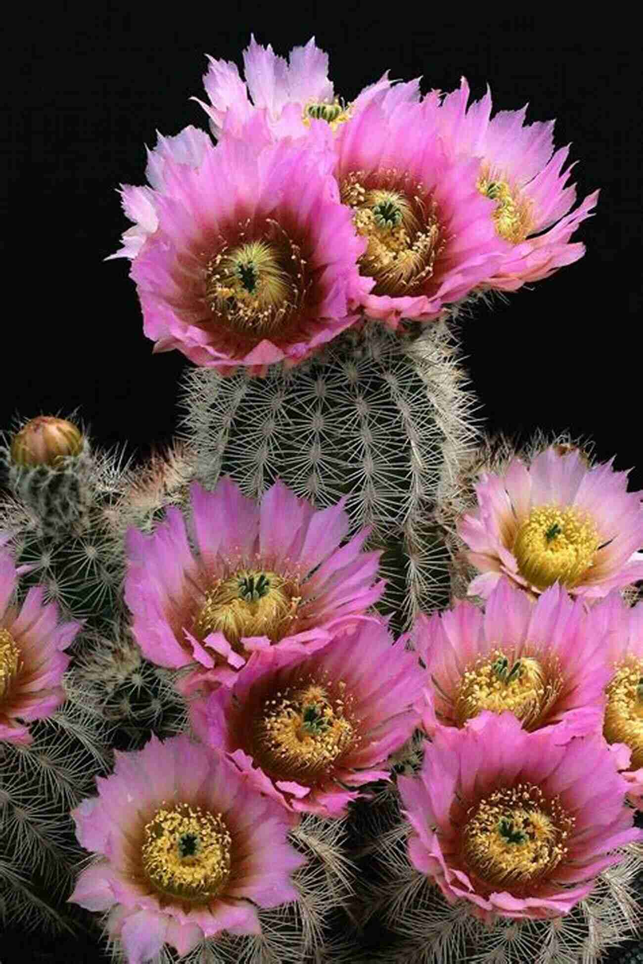 Closeup Of A Blooming Echinocereus Cactus Echinocereus In Habitat: Echinocerei And Other Cacti Of The Big Bend National Park Area