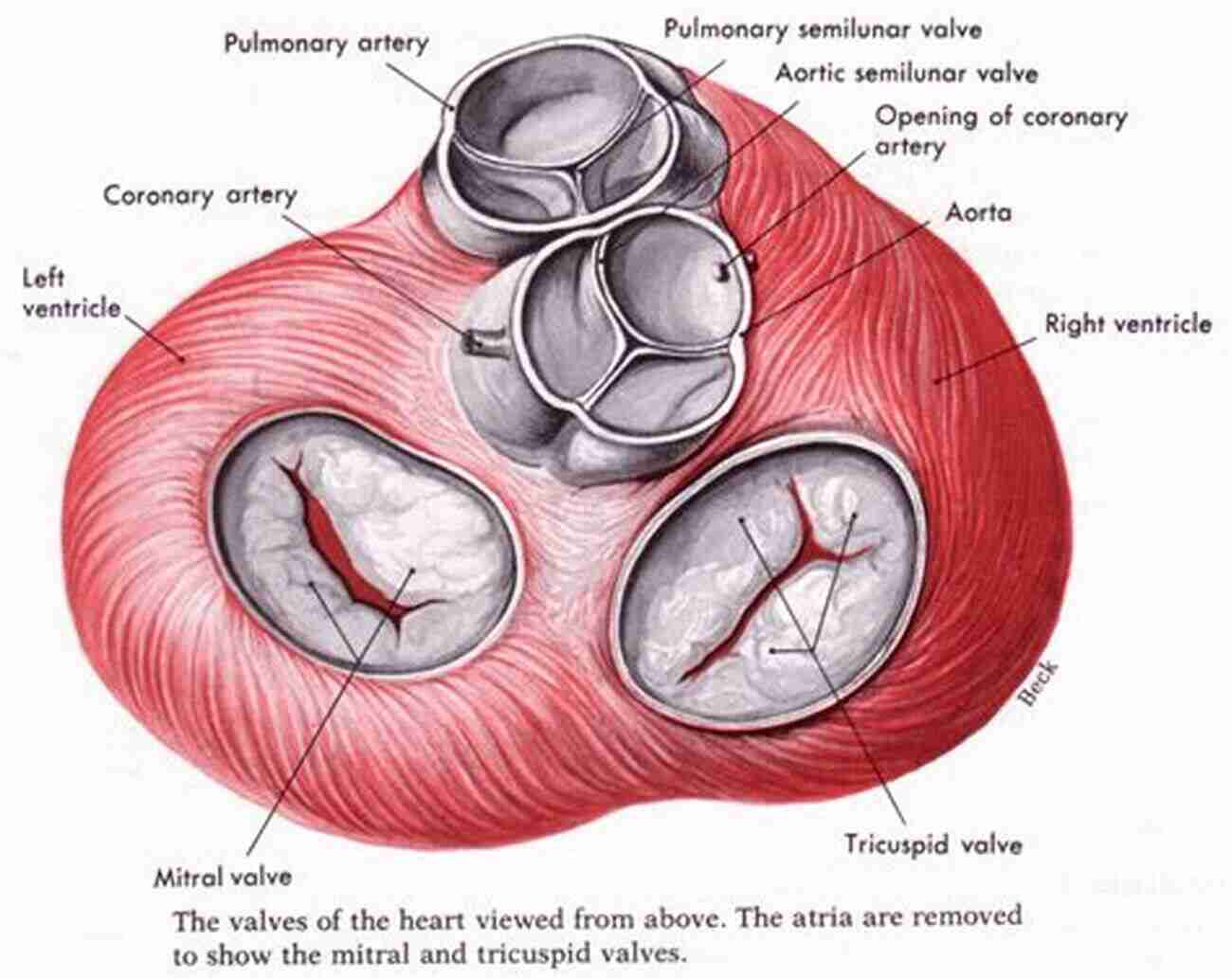 Comparison Of Heart Symbol And Anatomical Shape The Anatomical Shape Of A Heart