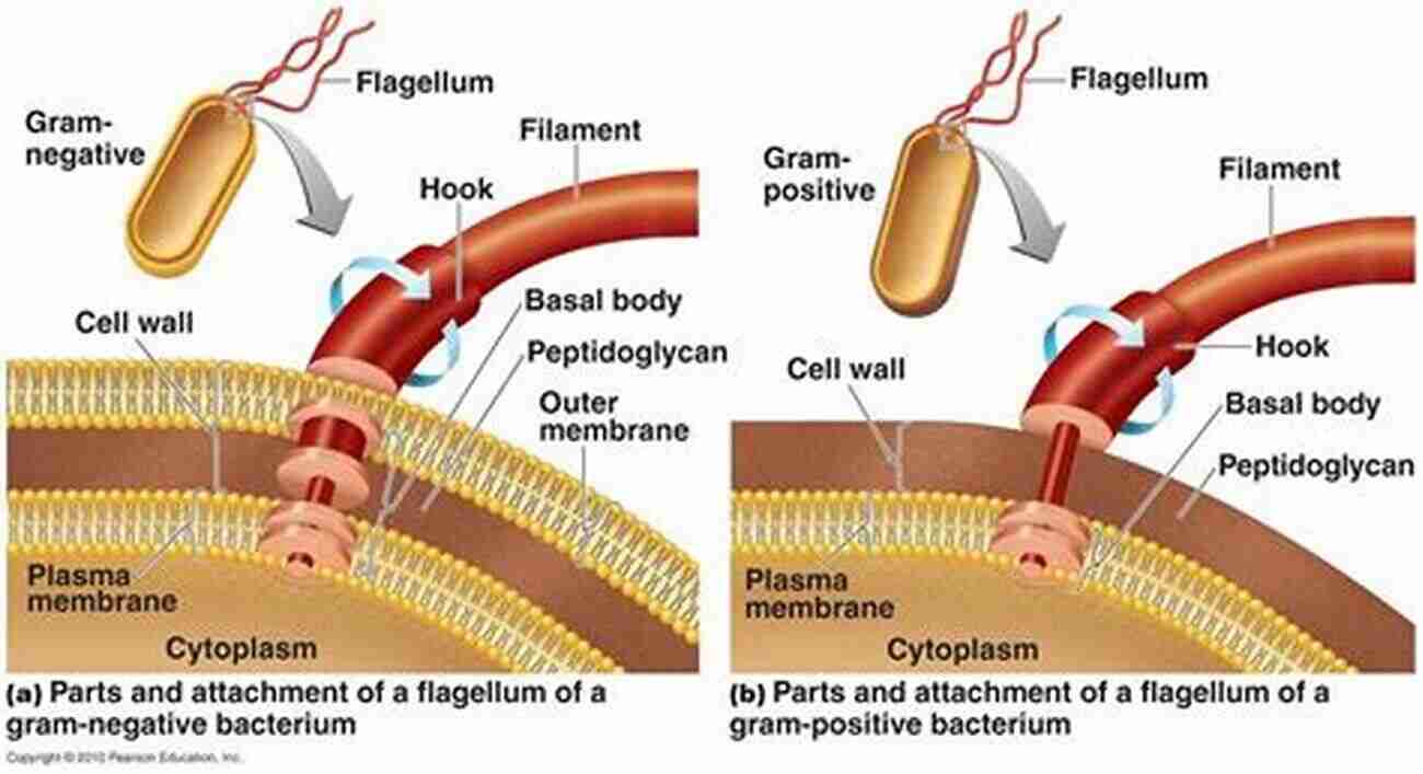 Complexity Of The Bacterial Flagellum Evolution Unraveled: How Science Disproves Evolution