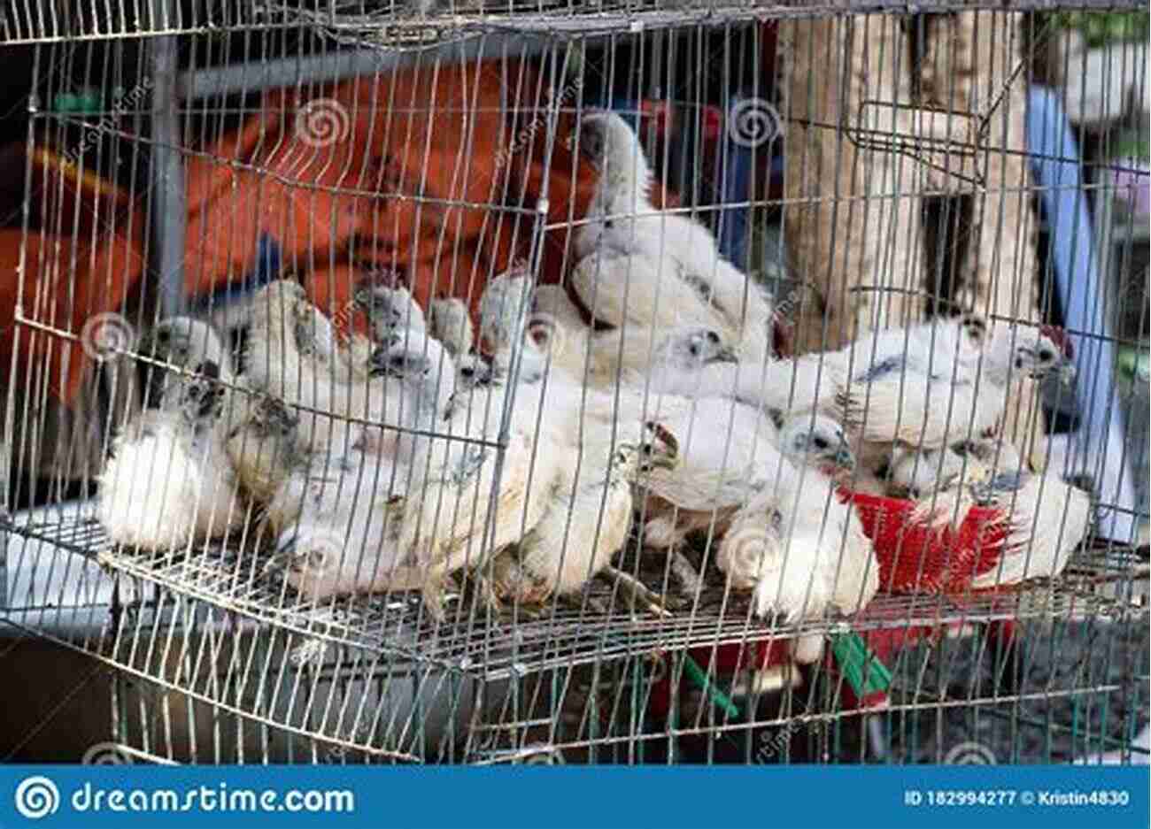 Confined Chickens In Overcrowded Cages Personalities On The Plate: The Lives And Minds Of Animals We Eat