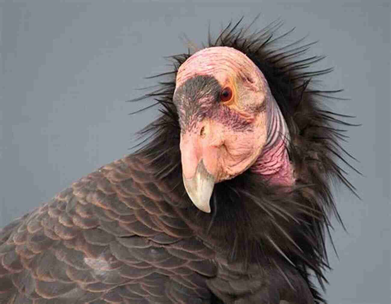 Conrad The California Condor A Majestic Bird On The Brink Of Extinction Conrad The California Condor