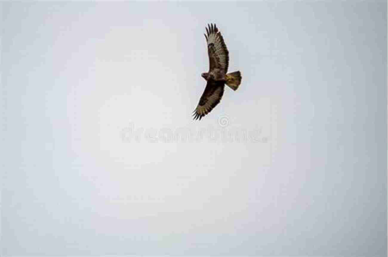 Conrad Gracefully Soaring Through The Sky Conrad The California Condor