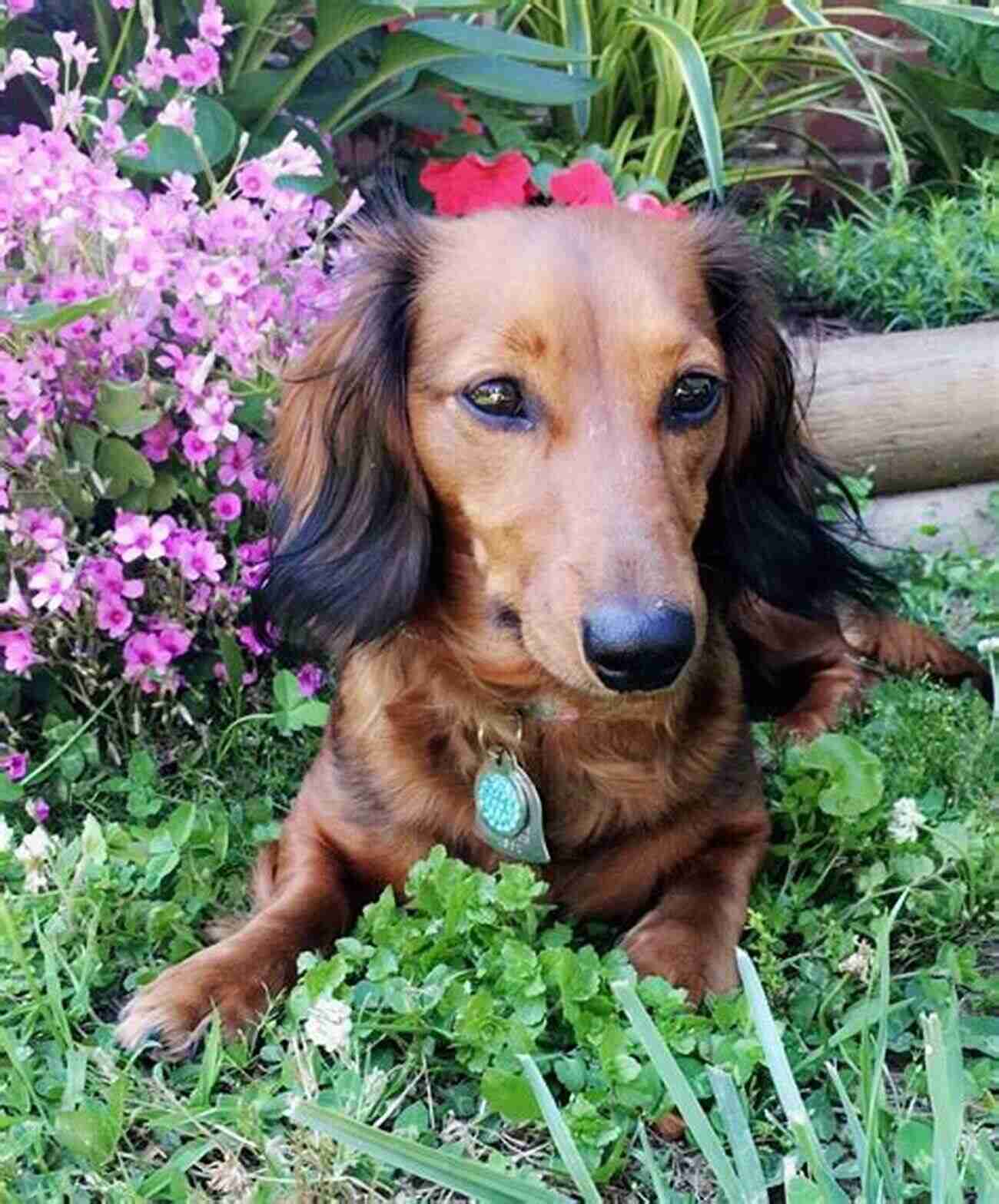 Dachshund Named Delilah Experiencing A New Beginning In A Flower Filled Meadow A Dachshund Named Delilah : New Beginnings