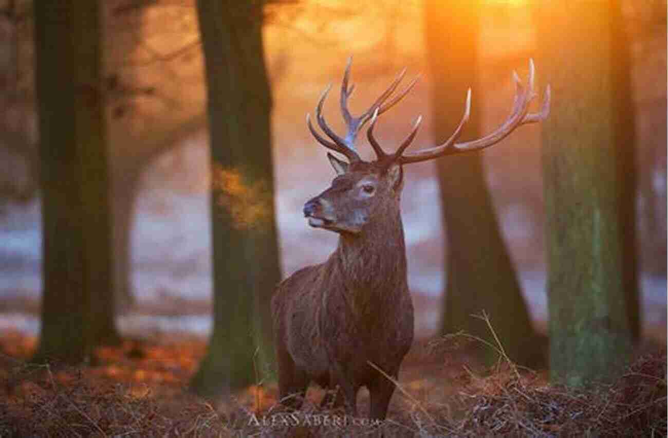 Discover The Majestic Beauty Of Richmond Park As You Run Through Its Ancient Woodland And Grasslands Runner S Guide To London: Travel Edition