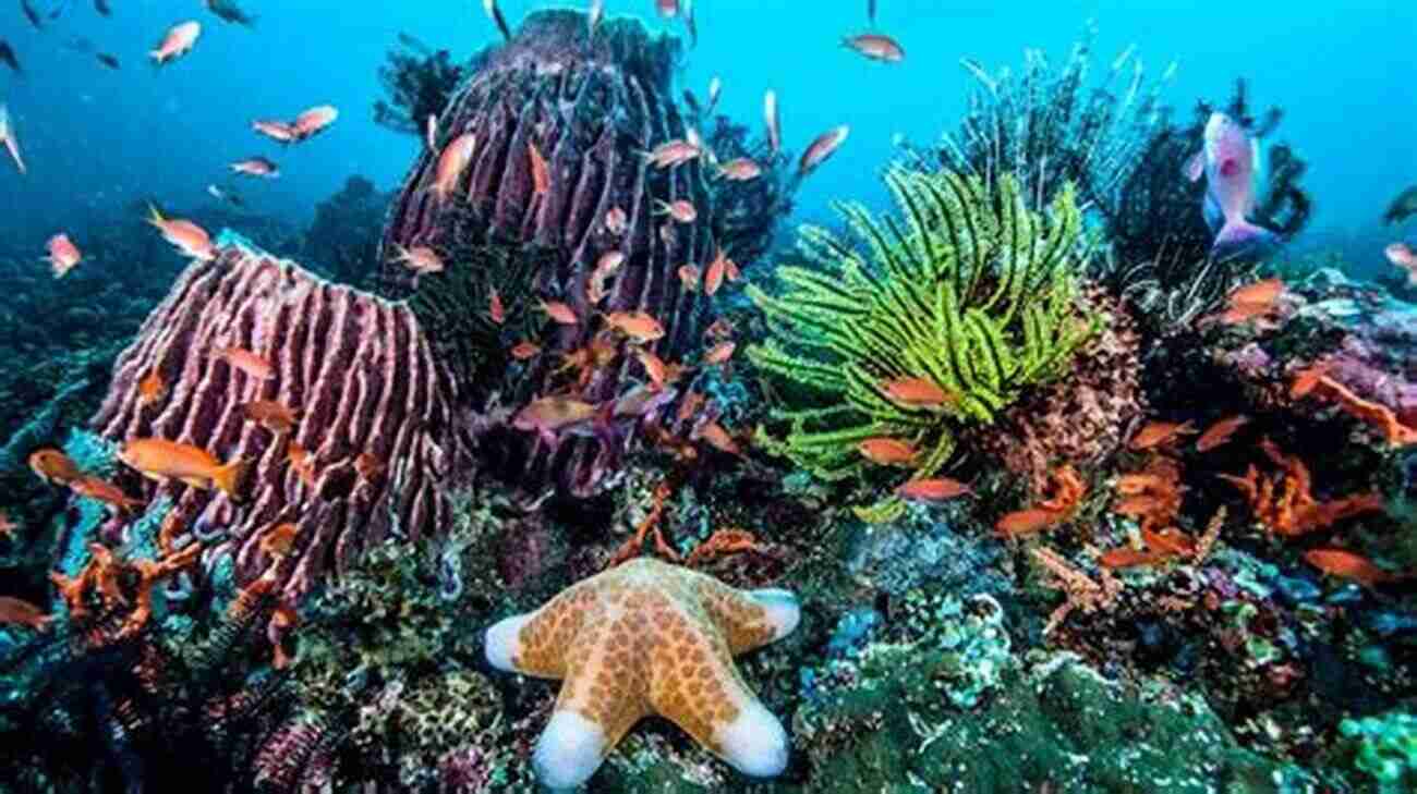 Diverse Marine Life Thriving On A Vibrant Coral Reef The Enchanted Braid: Coming To Terms With Nature On The Coral Reef