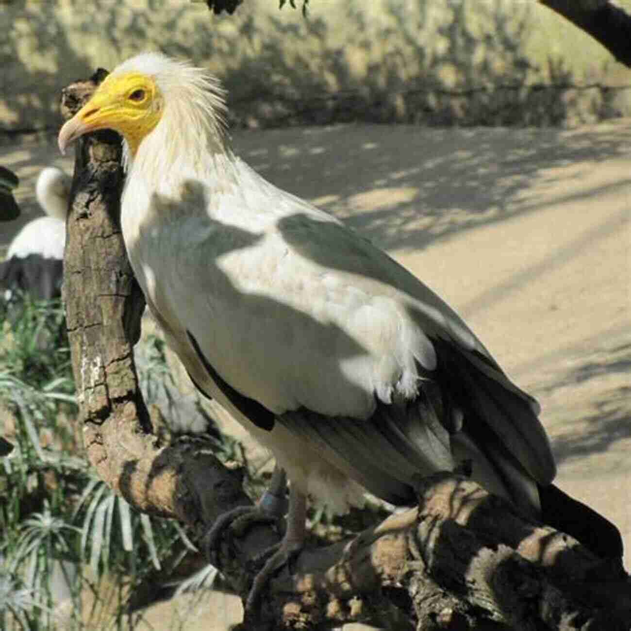 Egyptian Vulture Egyptian Birds J David Pleins