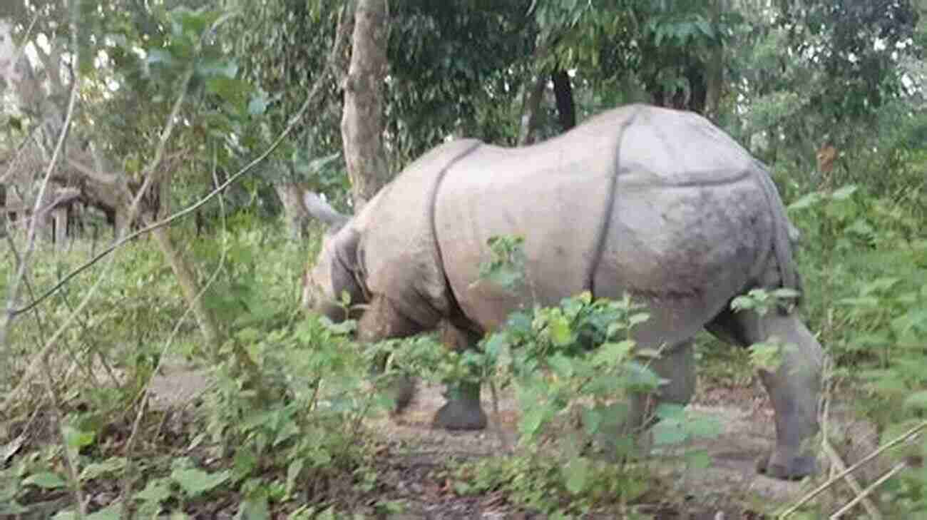 Encounter With Rhinoceros Elaine Macdonald Witness The Beauty And Strength Of Nature's Magnificent Creature I See A Rhinoceros Elaine Macdonald