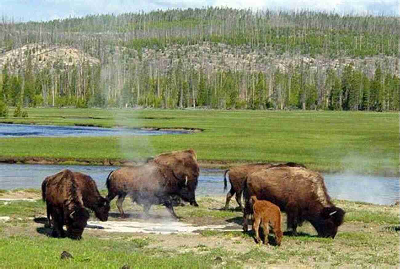 Encounters With Yellowstone's Unique Wildlife Yellowstone National Park: Science Nature