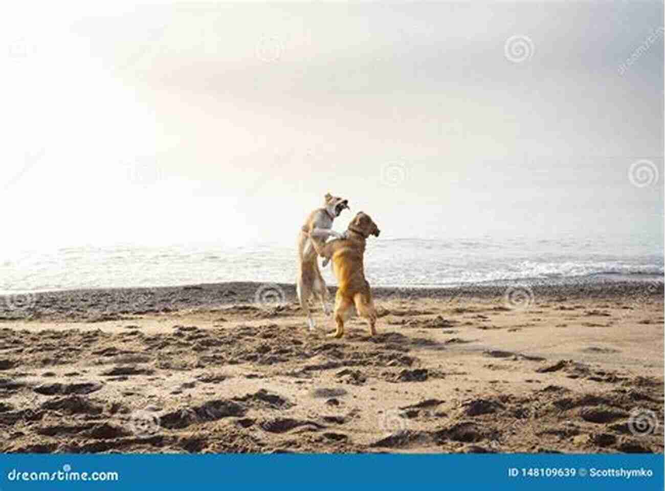 Energetic Dog On A Tropical Beach Playfully Enjoying Stay Training Teach Your Dog To Want To STAY: The Pot Method Of Stay Training