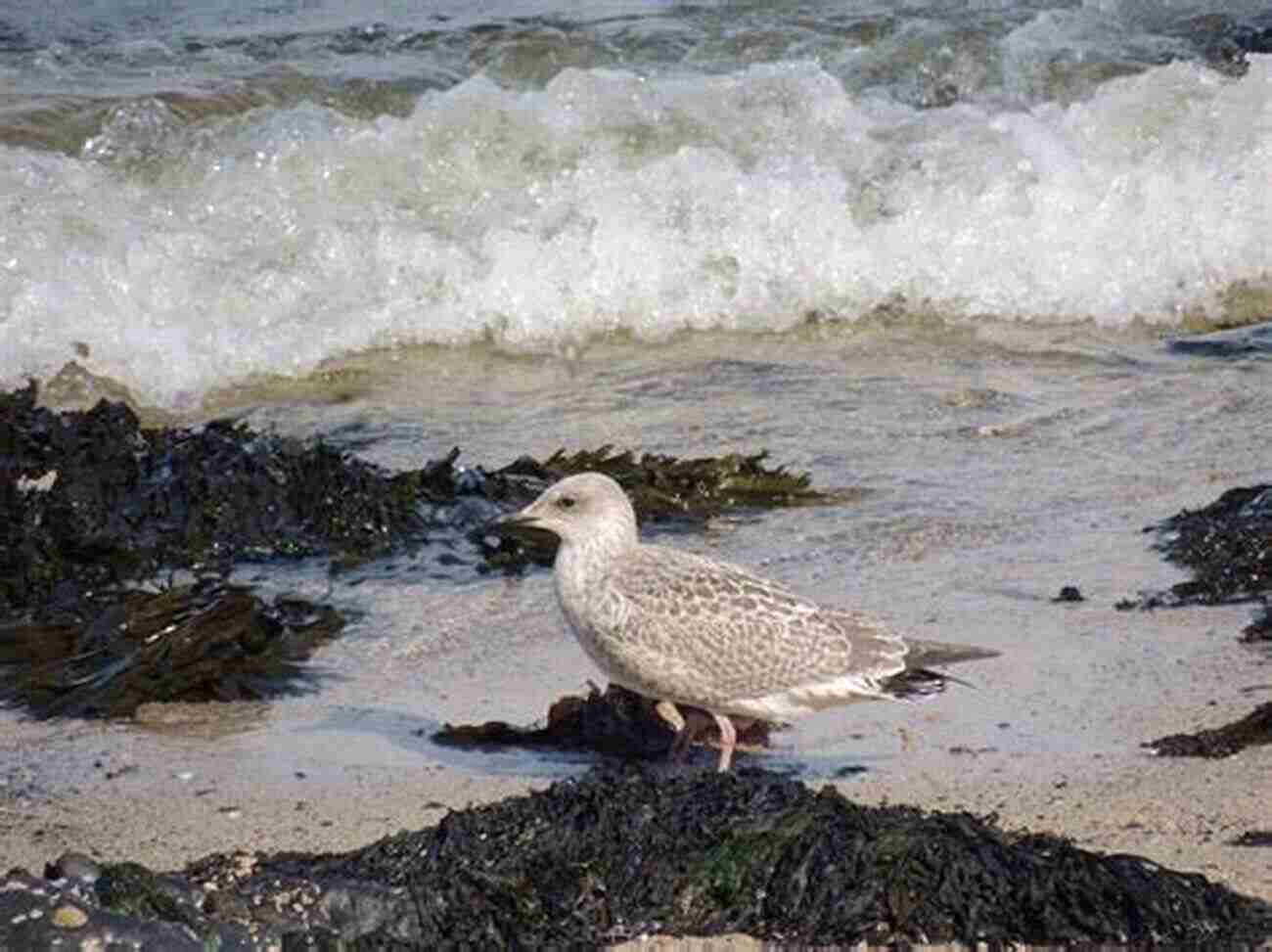 Exotic Birds On The Island Of Tides To The Island Of Tides: A Journey To Lindisfarne